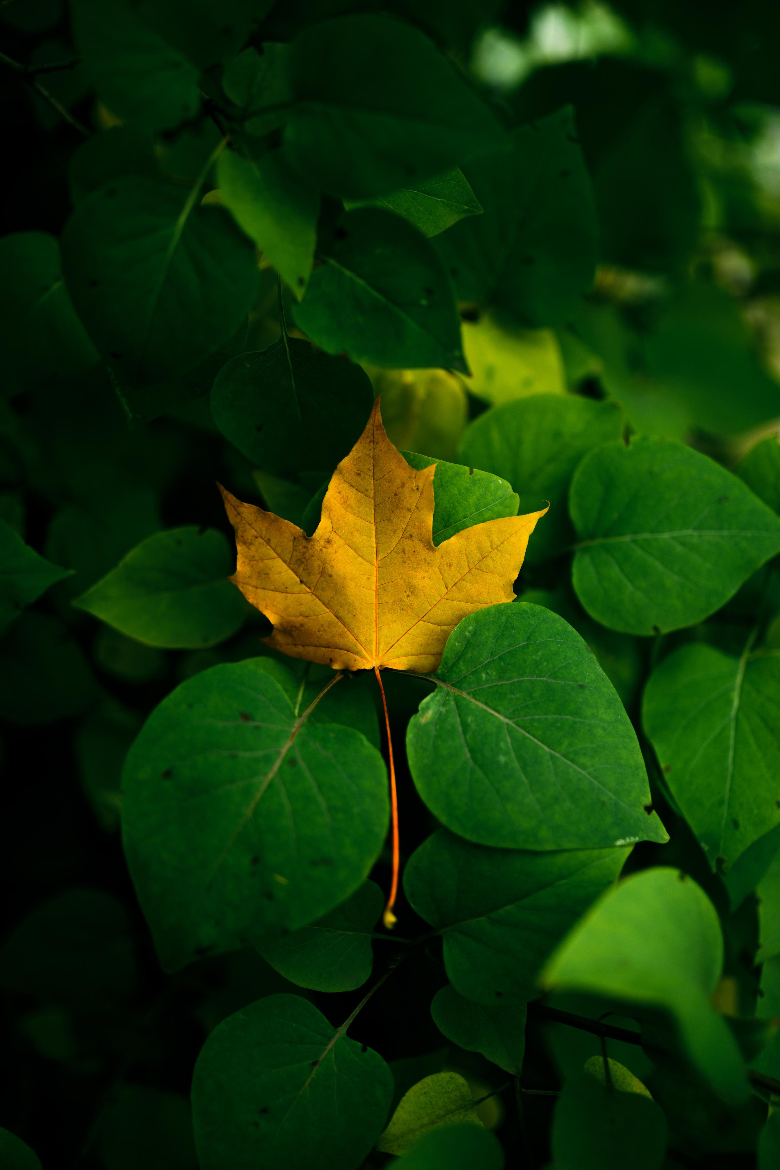 Природа. Александр Снапков | SnappPhoto | Буй