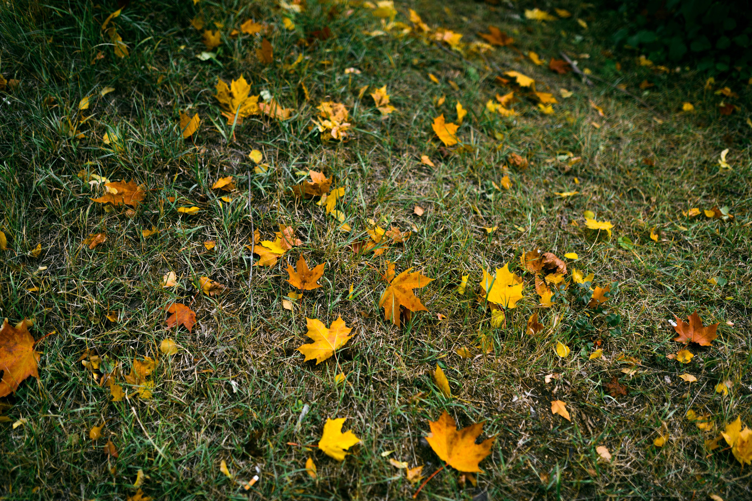 Природа. Александр Снапков | SnappPhoto | Буй