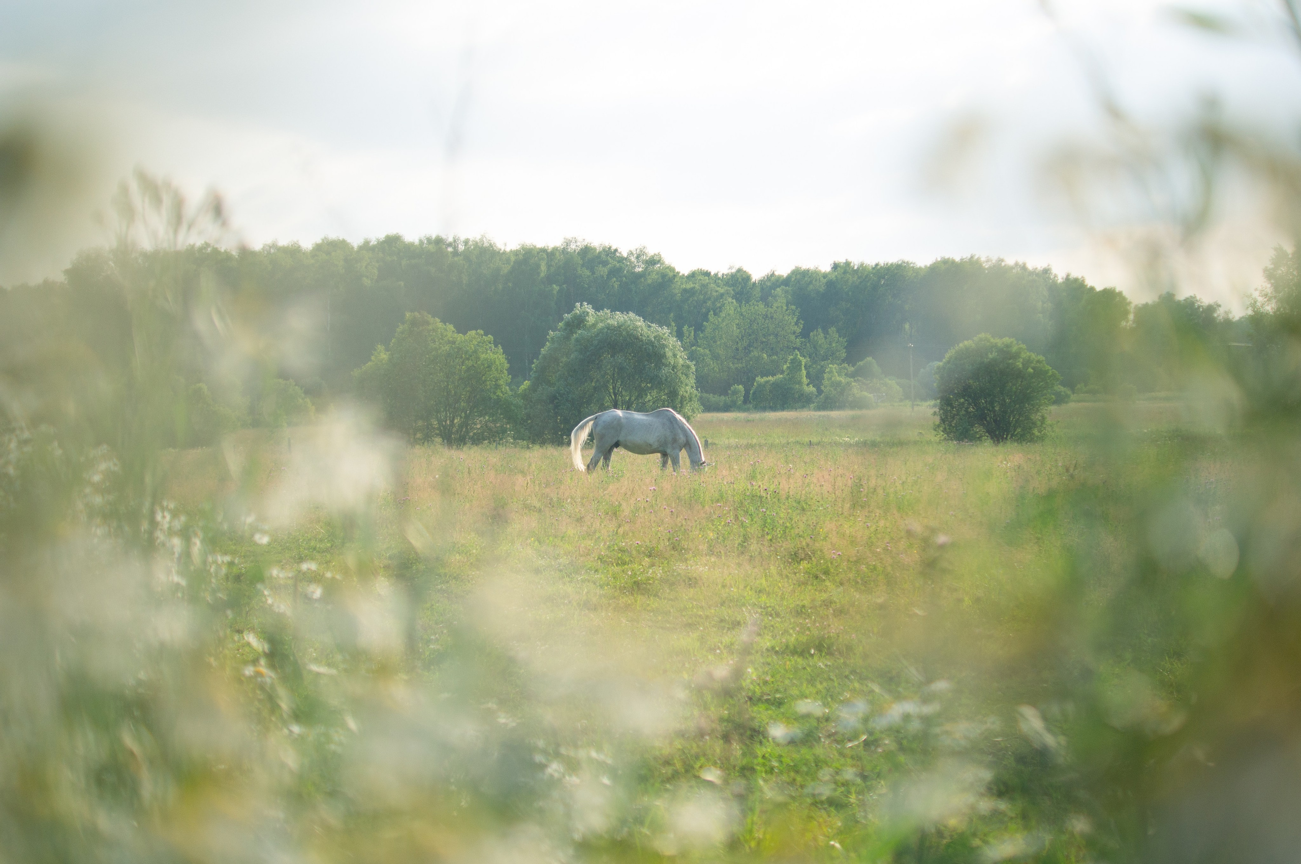 Григорий и Есения. Портретный фотограф Елена Ковалевская