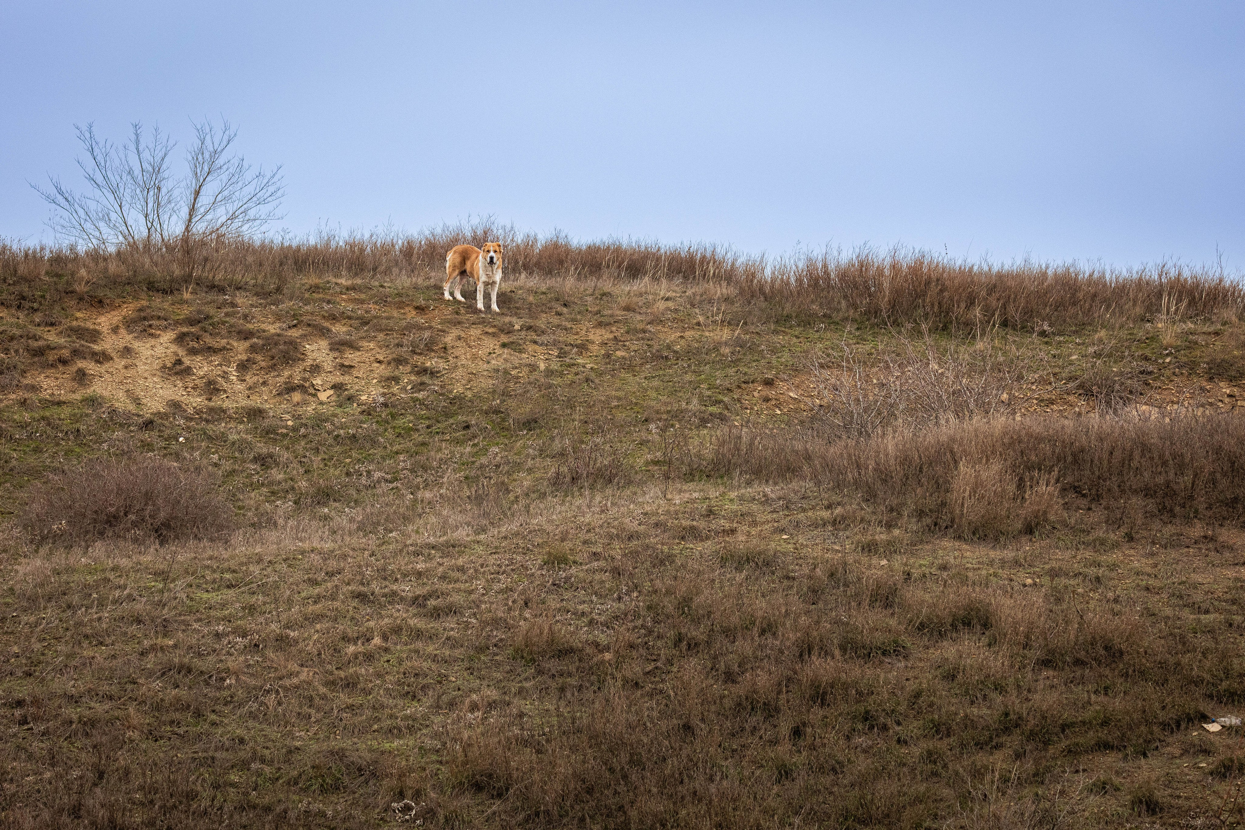 Пальма. Фотограф-АниМалист Анна Абрамова