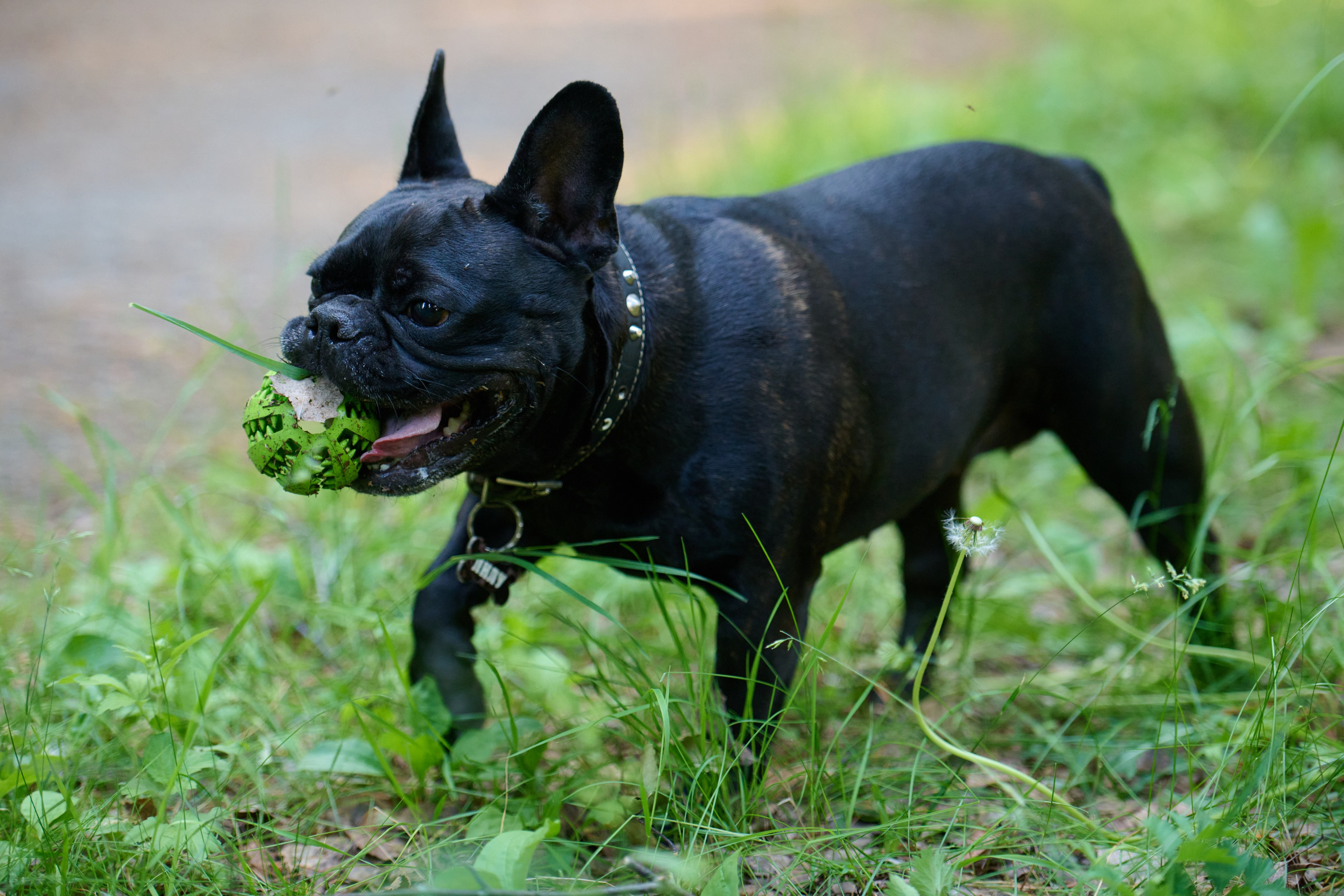 Семейная фотосессия с собакой. Репортажный и семейный фотограф — Шелихов Сергей