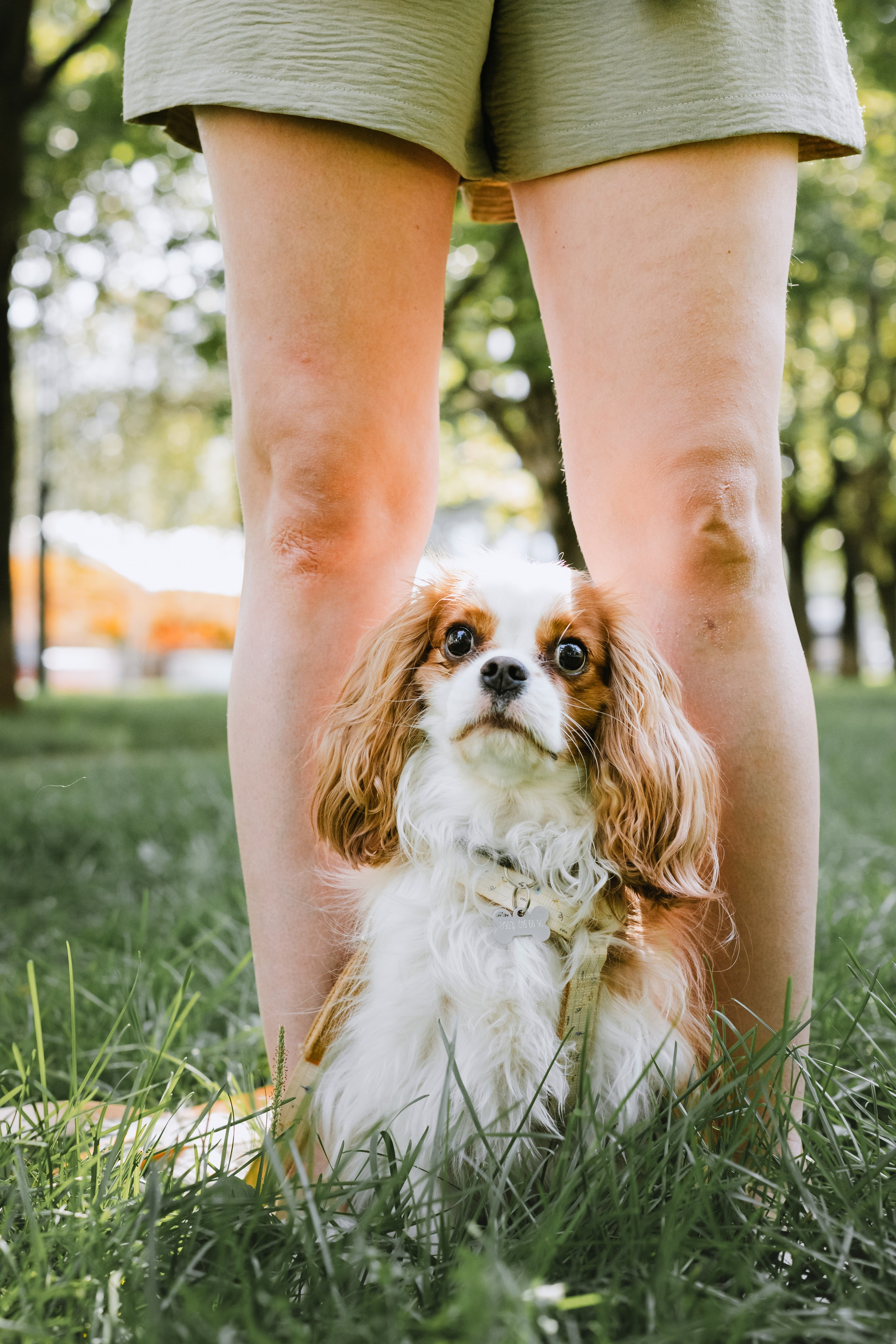 Фотопрогулка на бульваре. Фотограф-анималист Татьяна Степанова