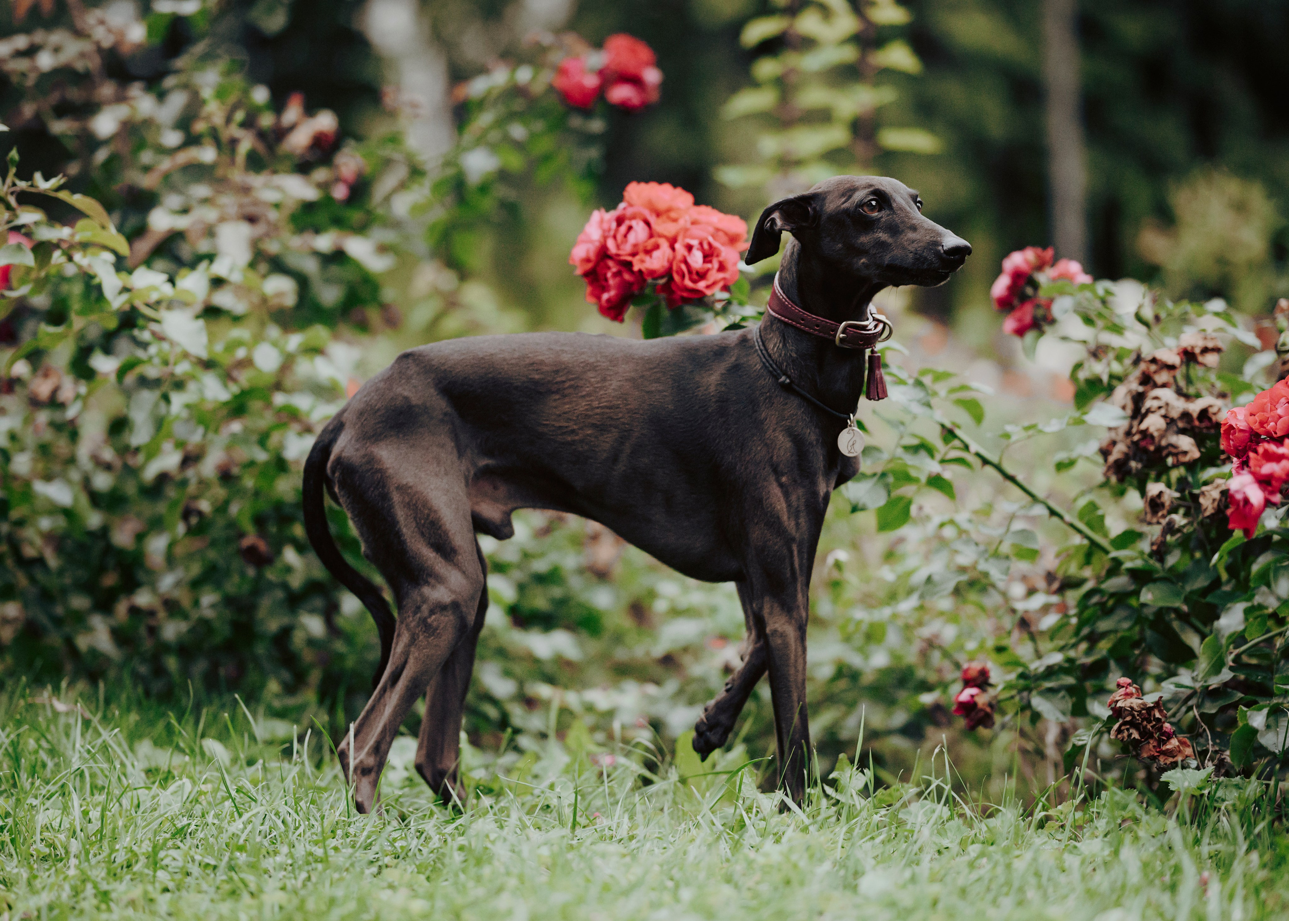 Дофи. Фотограф- анималист Александра Матвеева