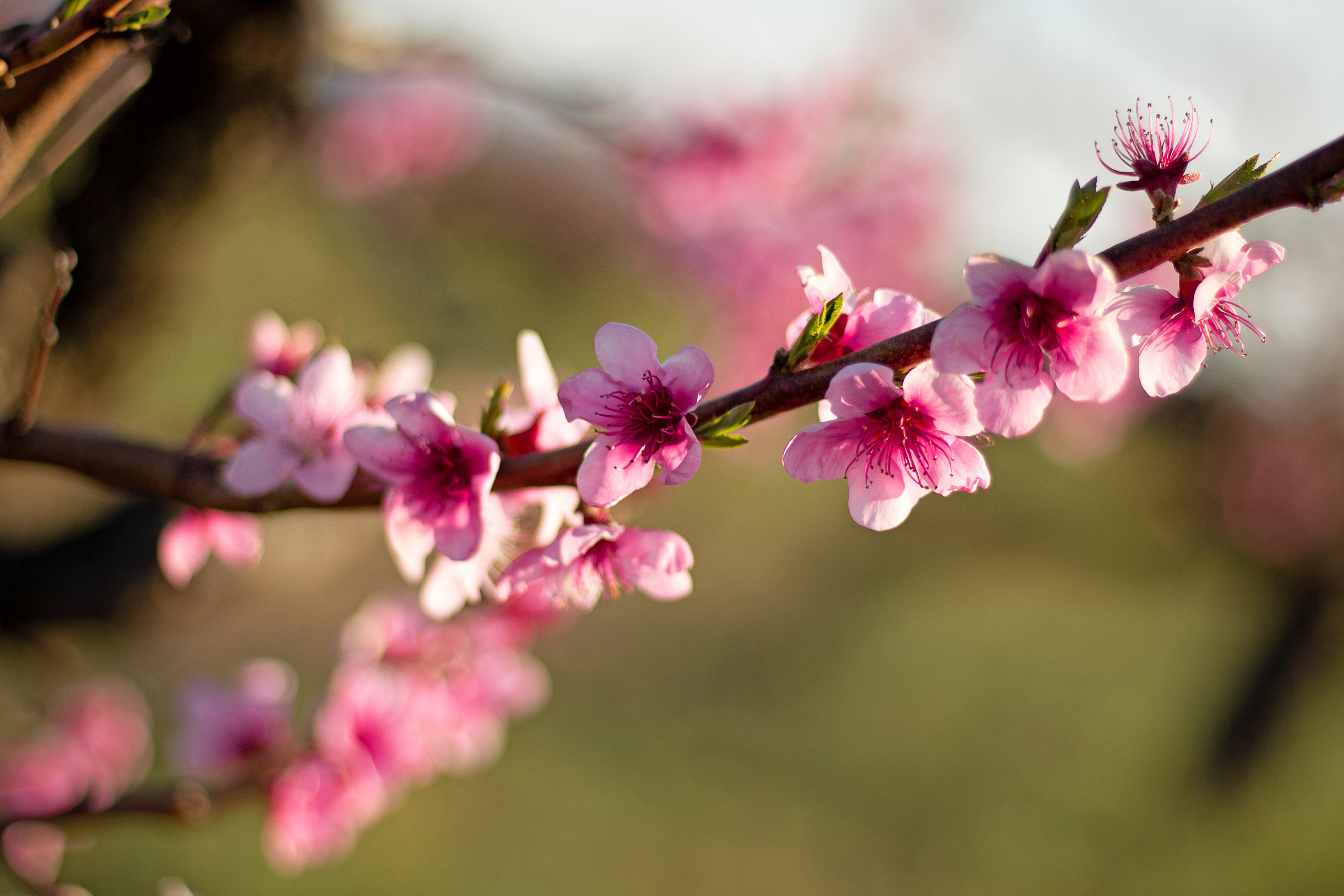 Александра, персиковые сады. Семейный и детский фотограф в г. Севастополь Екатерина Солдатова