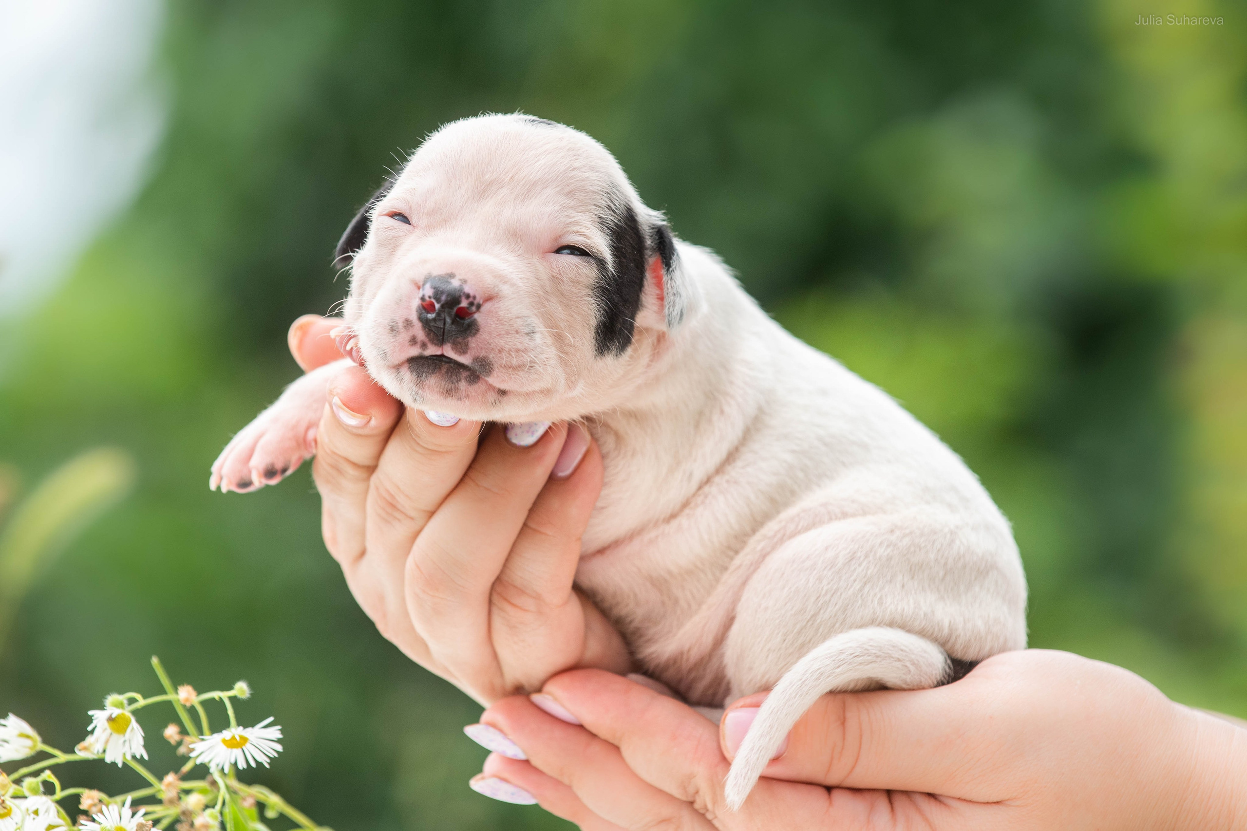 Щенки 2 недели. Главная