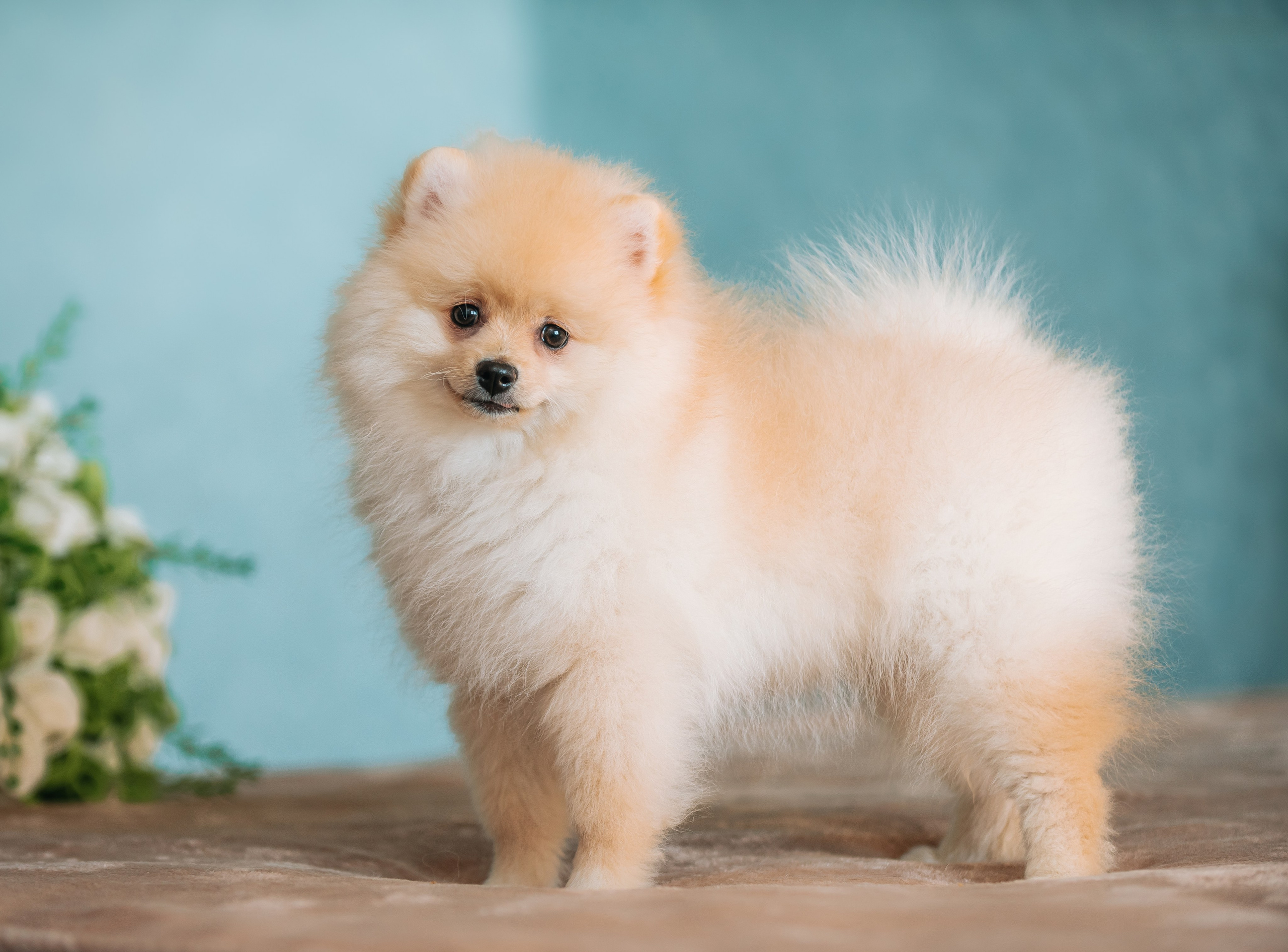 Шпицы дома. Главная