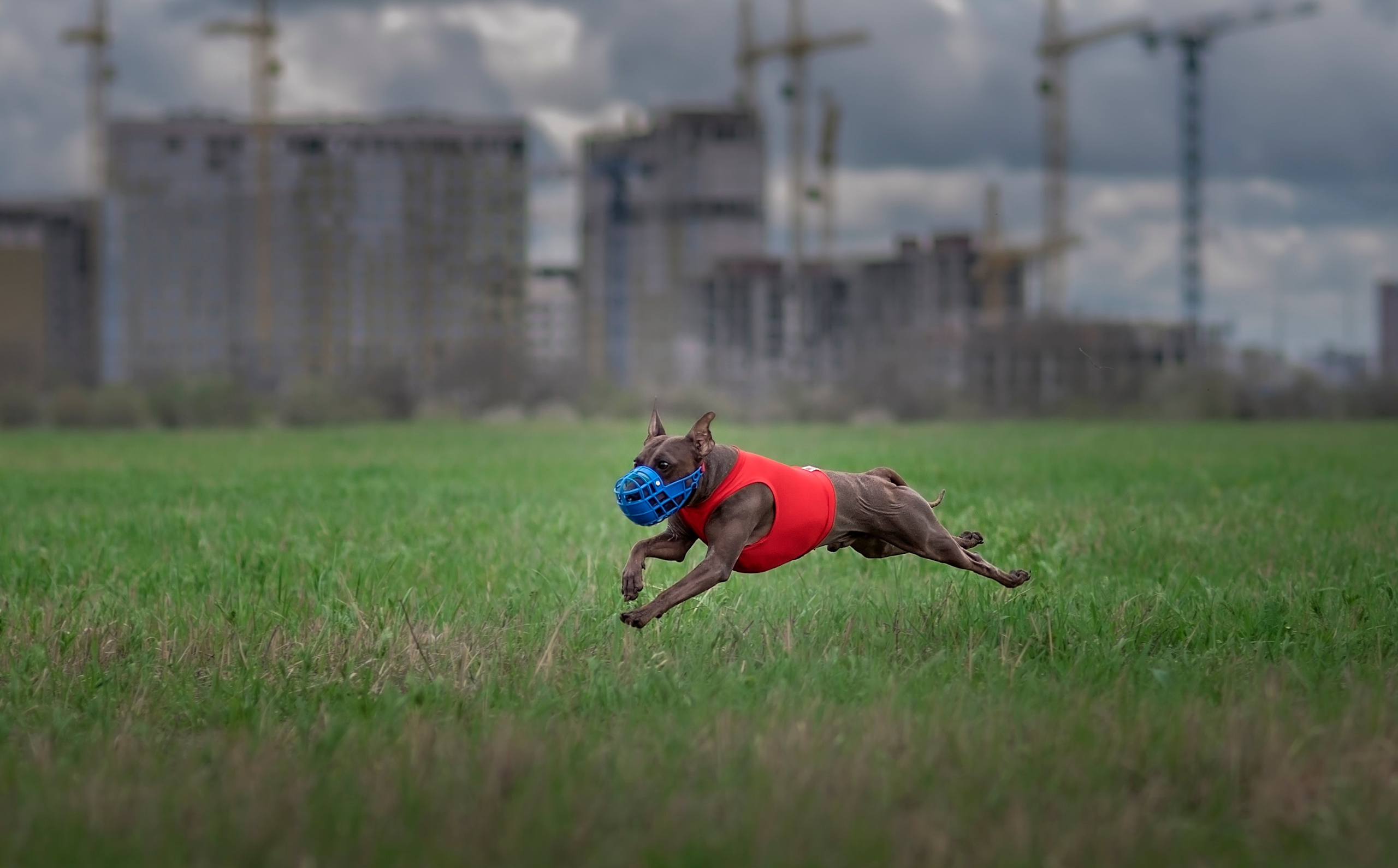 Курсинг. Фотограф анималист Ставрополь Яна Кудлай