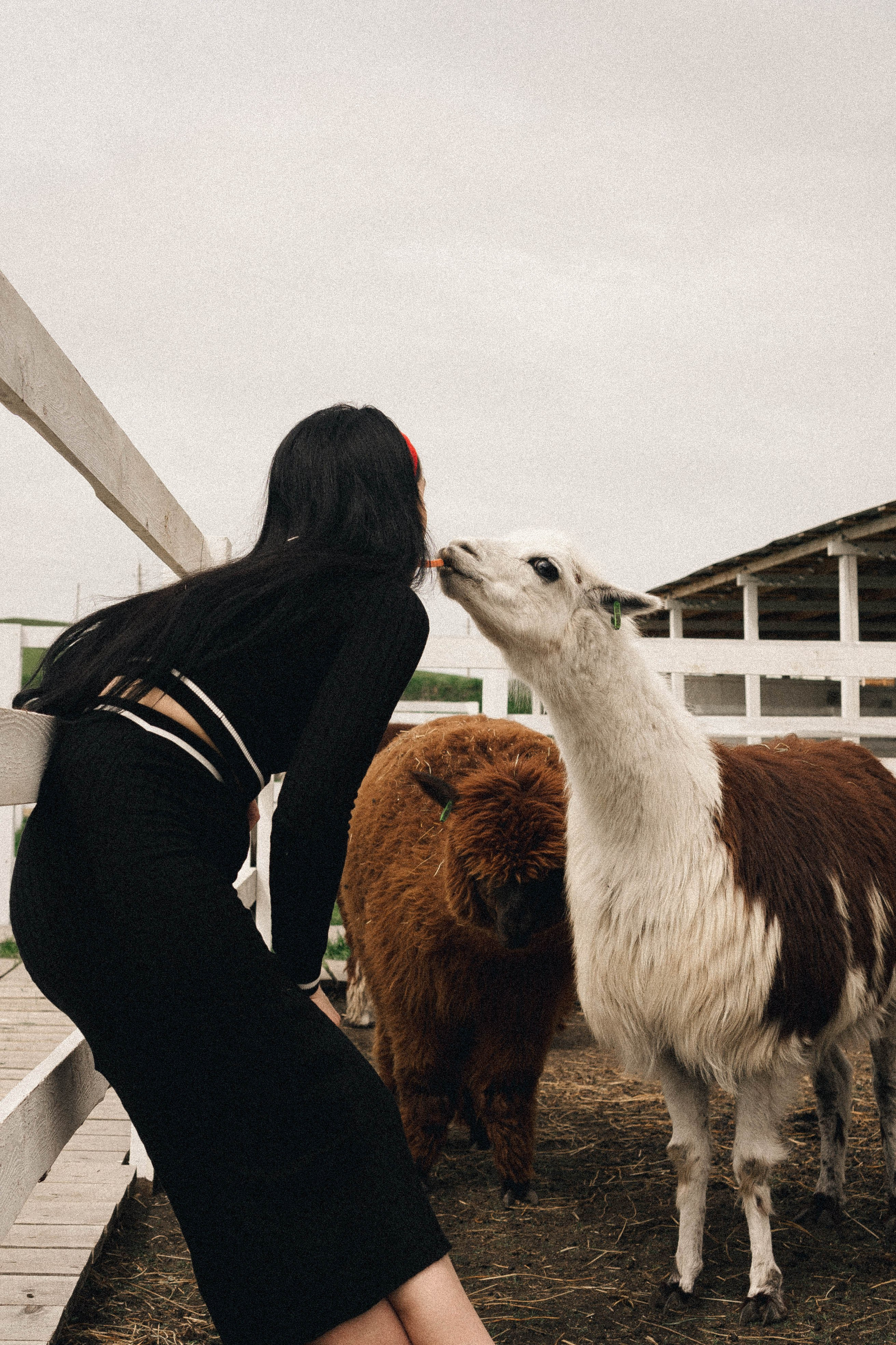 Ферма Альпак. Профессиональный фотограф, Санкт-Петербург — Виктория Богомолова