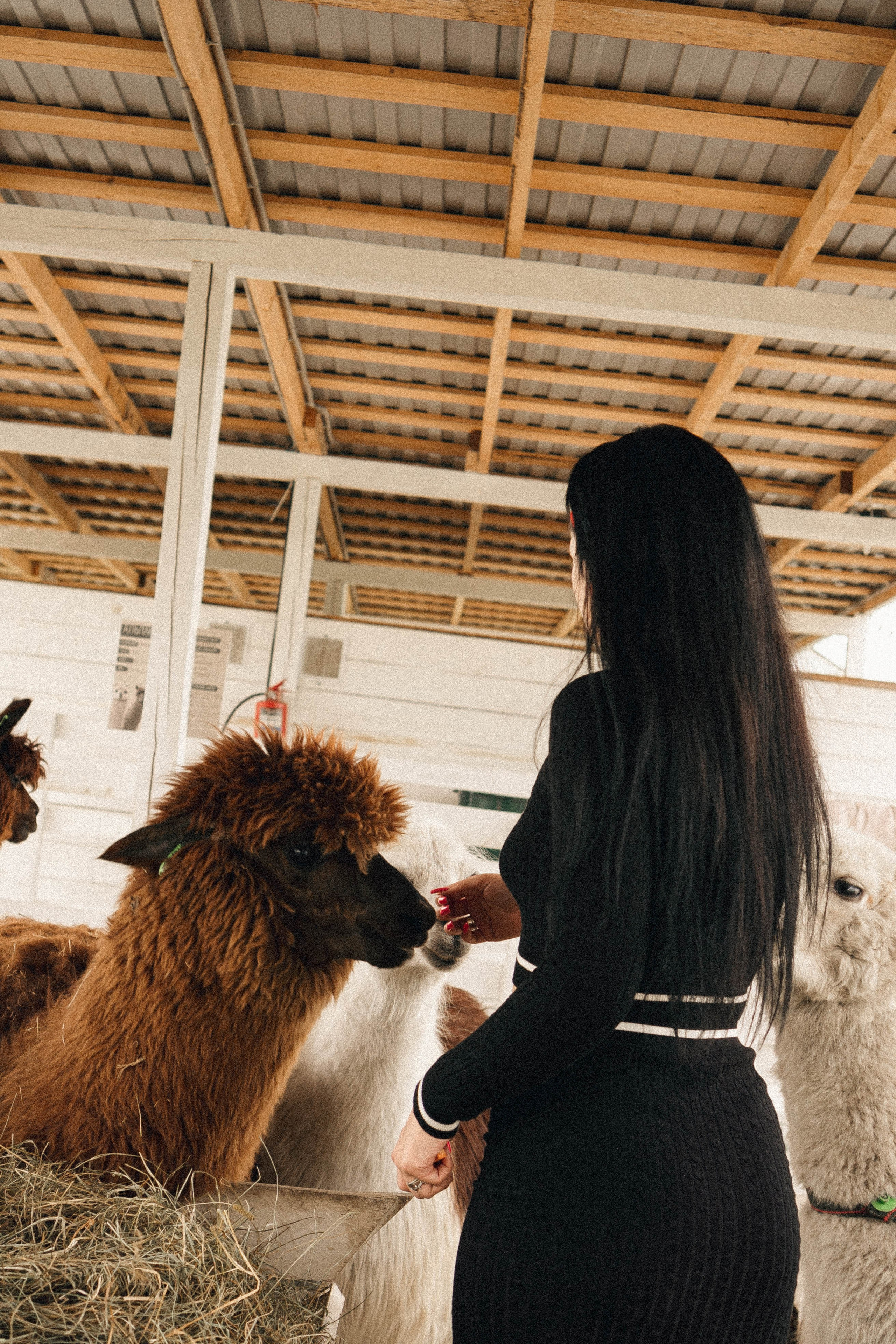 Ферма Альпак. Профессиональный фотограф, Санкт-Петербург — Виктория Богомолова