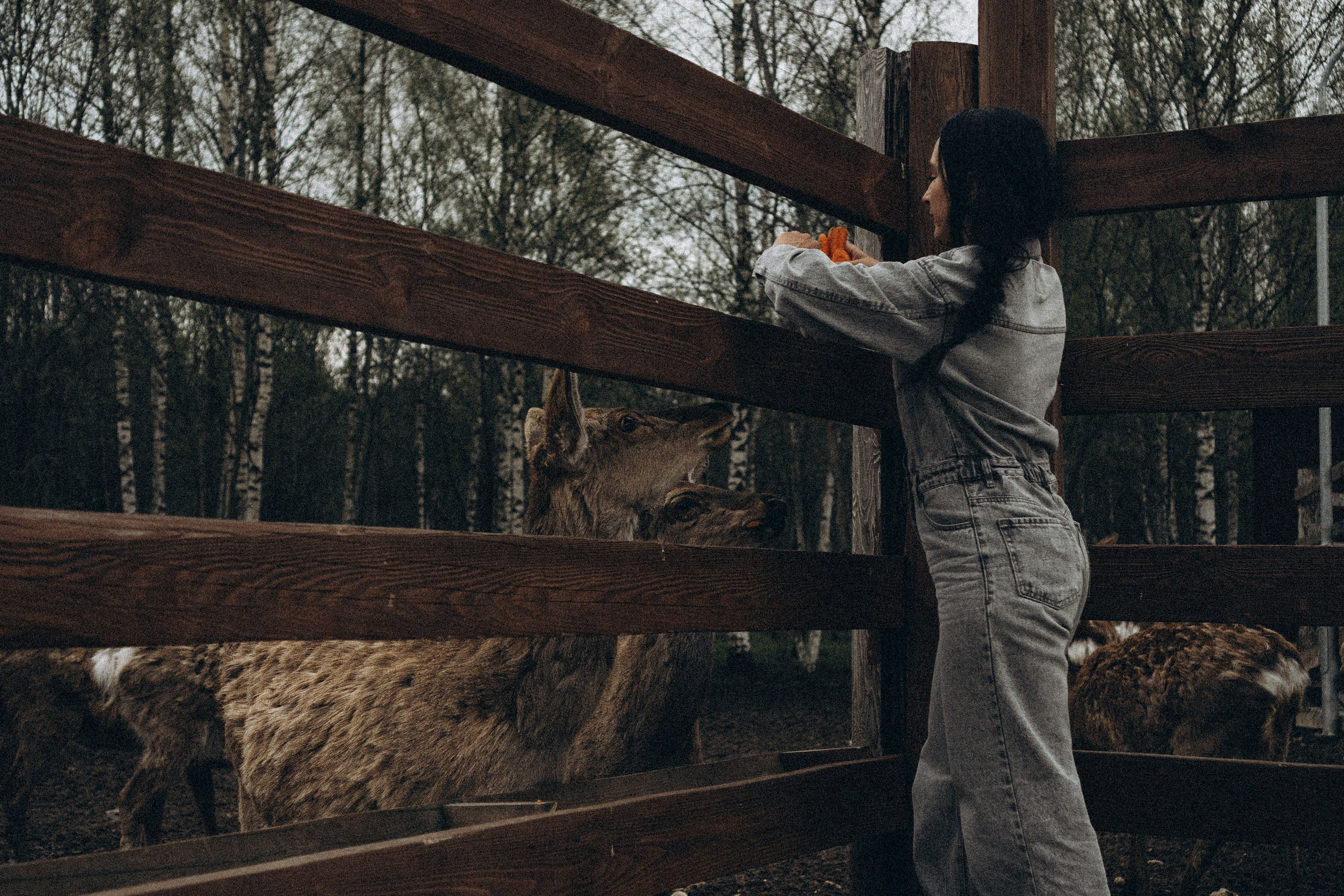 ОЛЕНЬЯ ФЕРМА В ТВЕРИ. Профессиональный фотограф, Санкт-Петербург — Виктория Богомолова