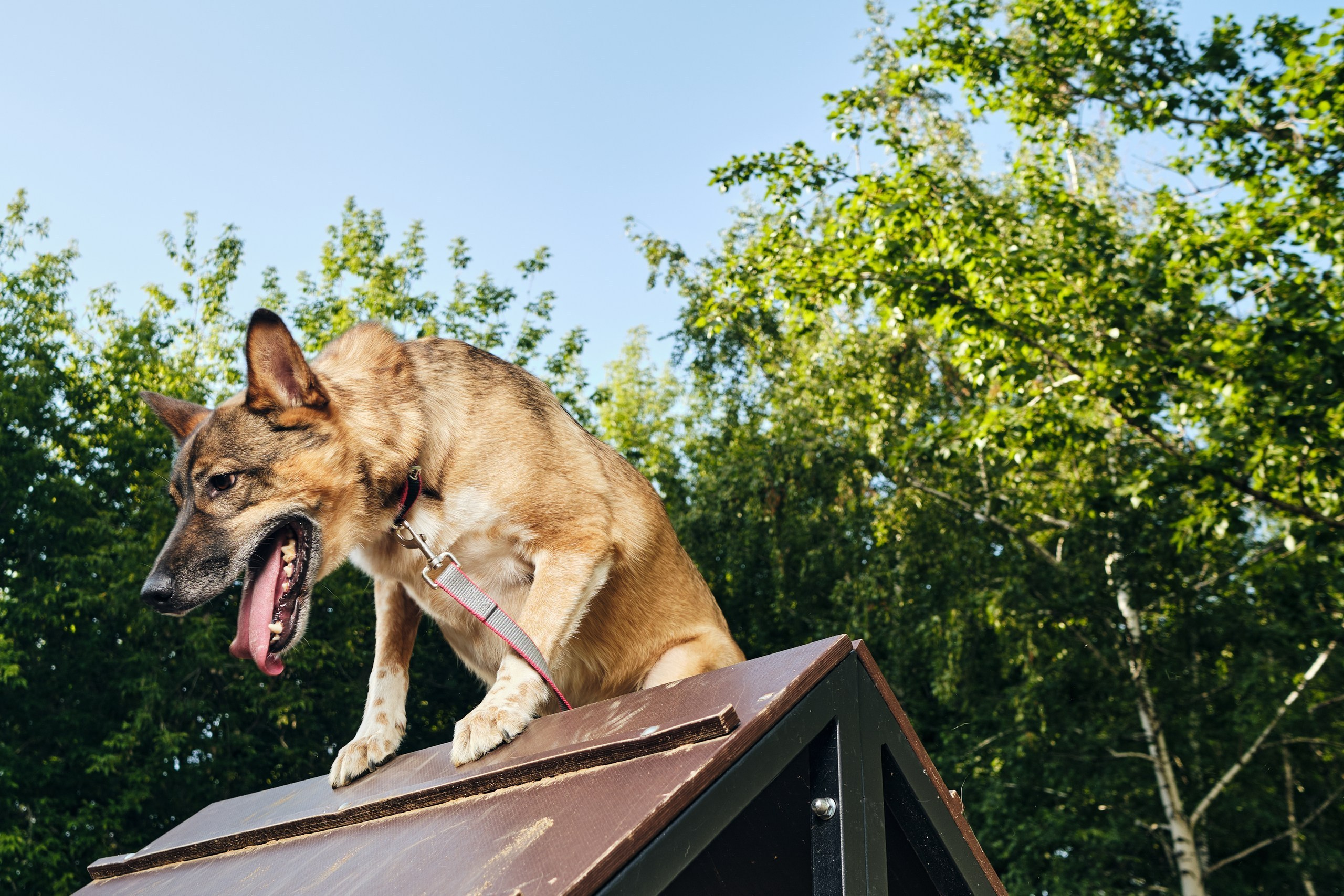 Фотосессия  для паши пса. Профессиональный фотограф в Москве — Максим Дьяконов