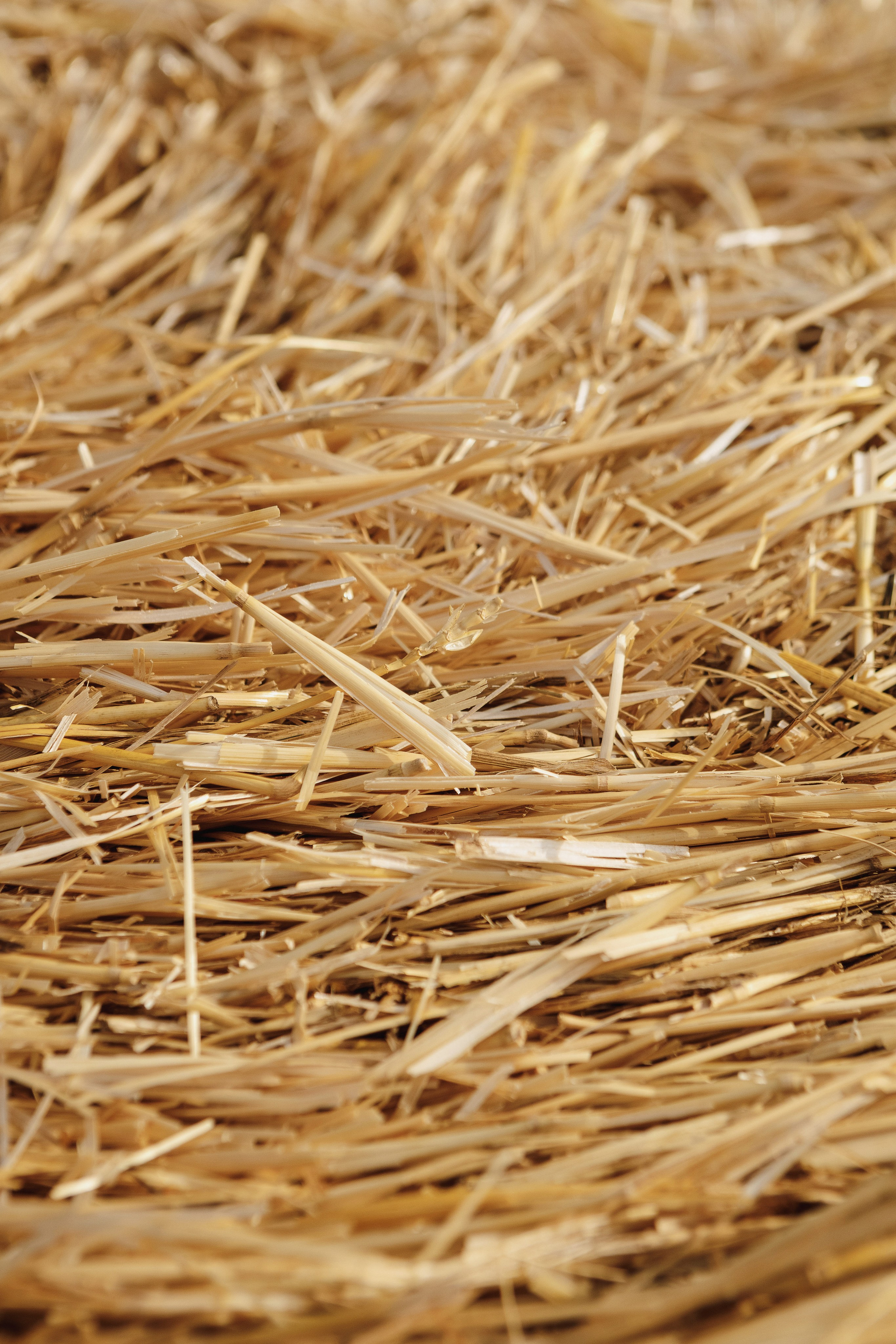 Свадебная фотосессия в поле — Иван и Полина | Свадебный фотограф Таганрог. Свадебный и семейный фотограф в Таганроге Бакарюк Антон