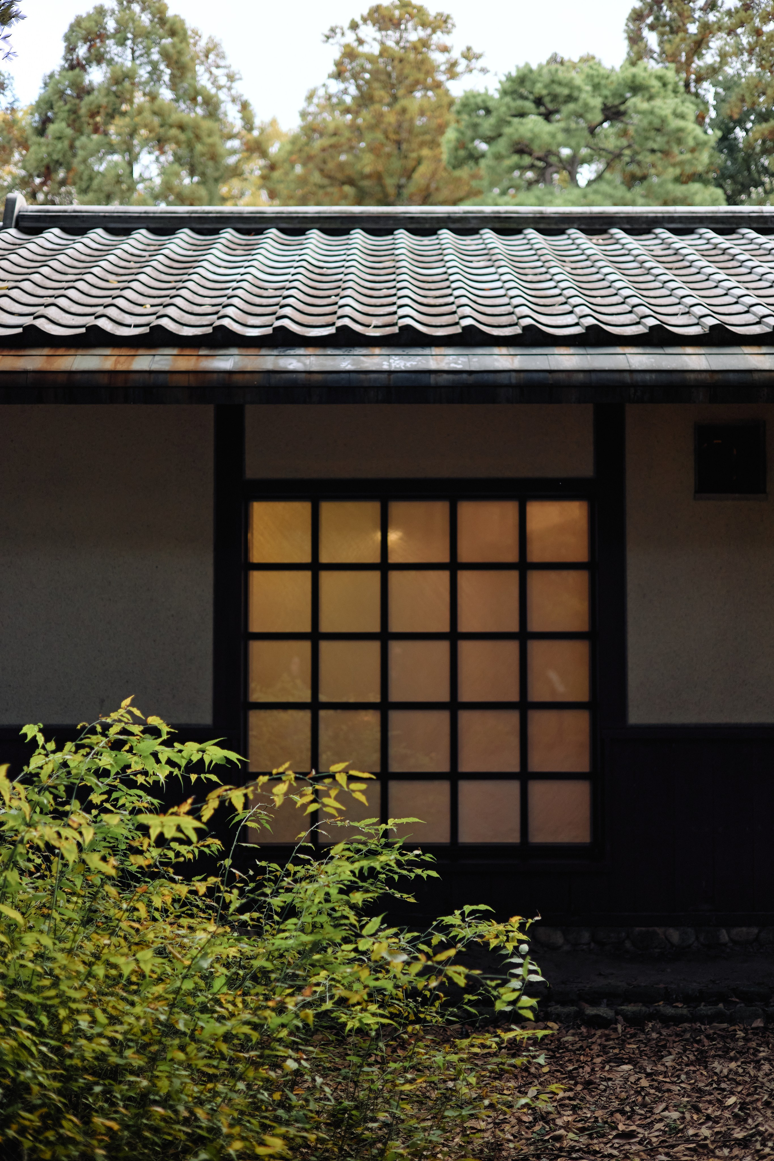 Япония. Профессиональный Фотограф во Владимире, в Москве и в Суздале — Полина Романычева