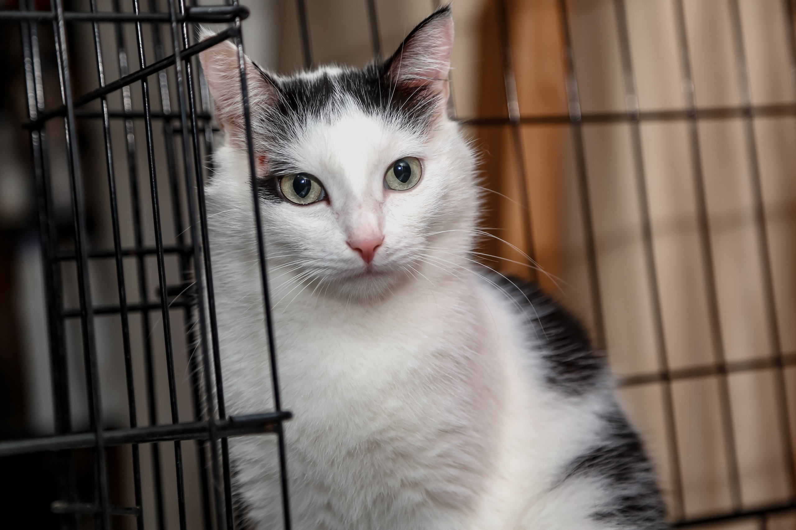 Приют Кошкин Дом Филимоша. Ваш фотограф в Оренбурге Рощупкина Екатерина