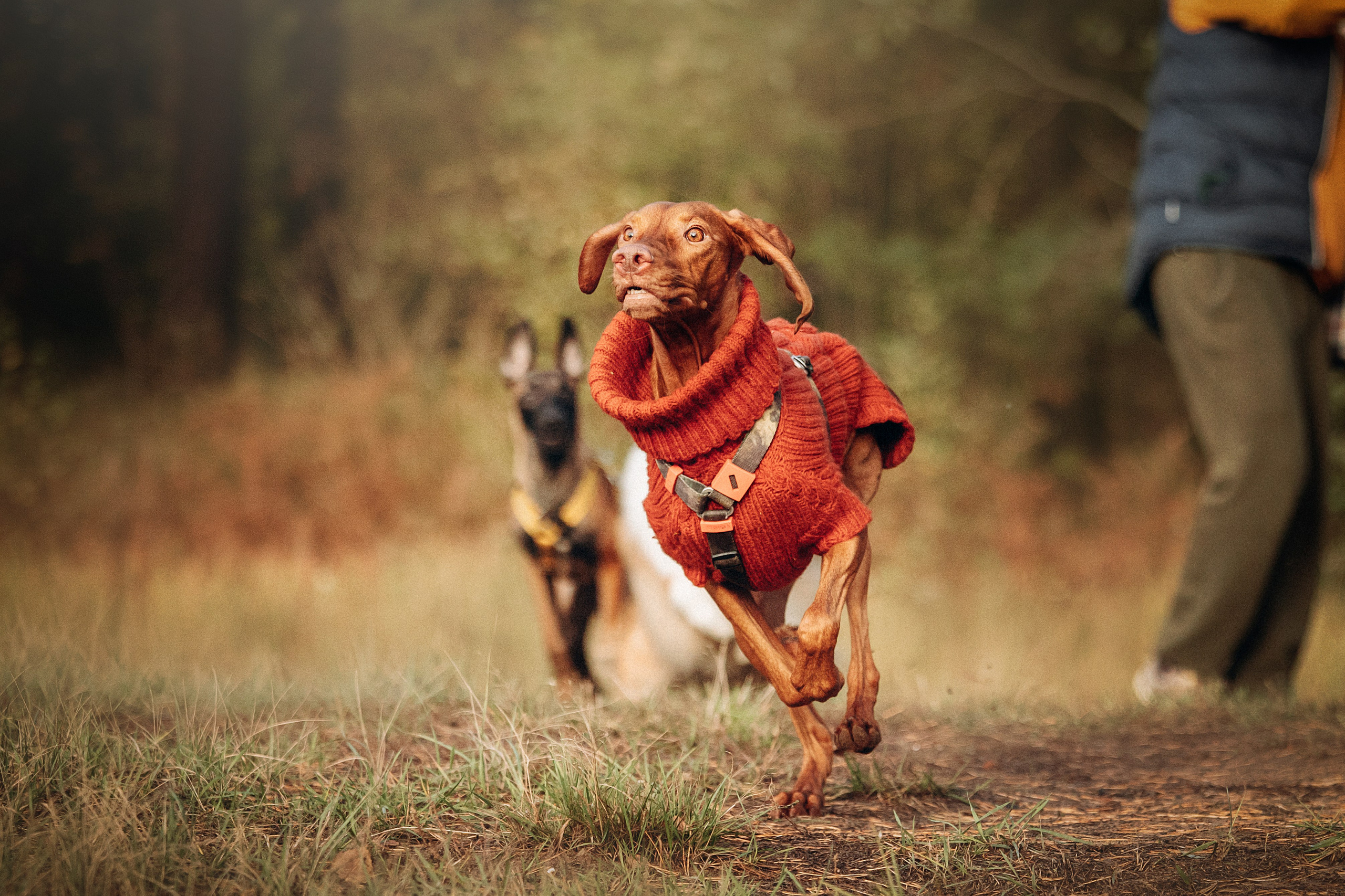 Трисс, Эста, Яся и их семья. Фотограф — Анималист | Санкт-Петербург
