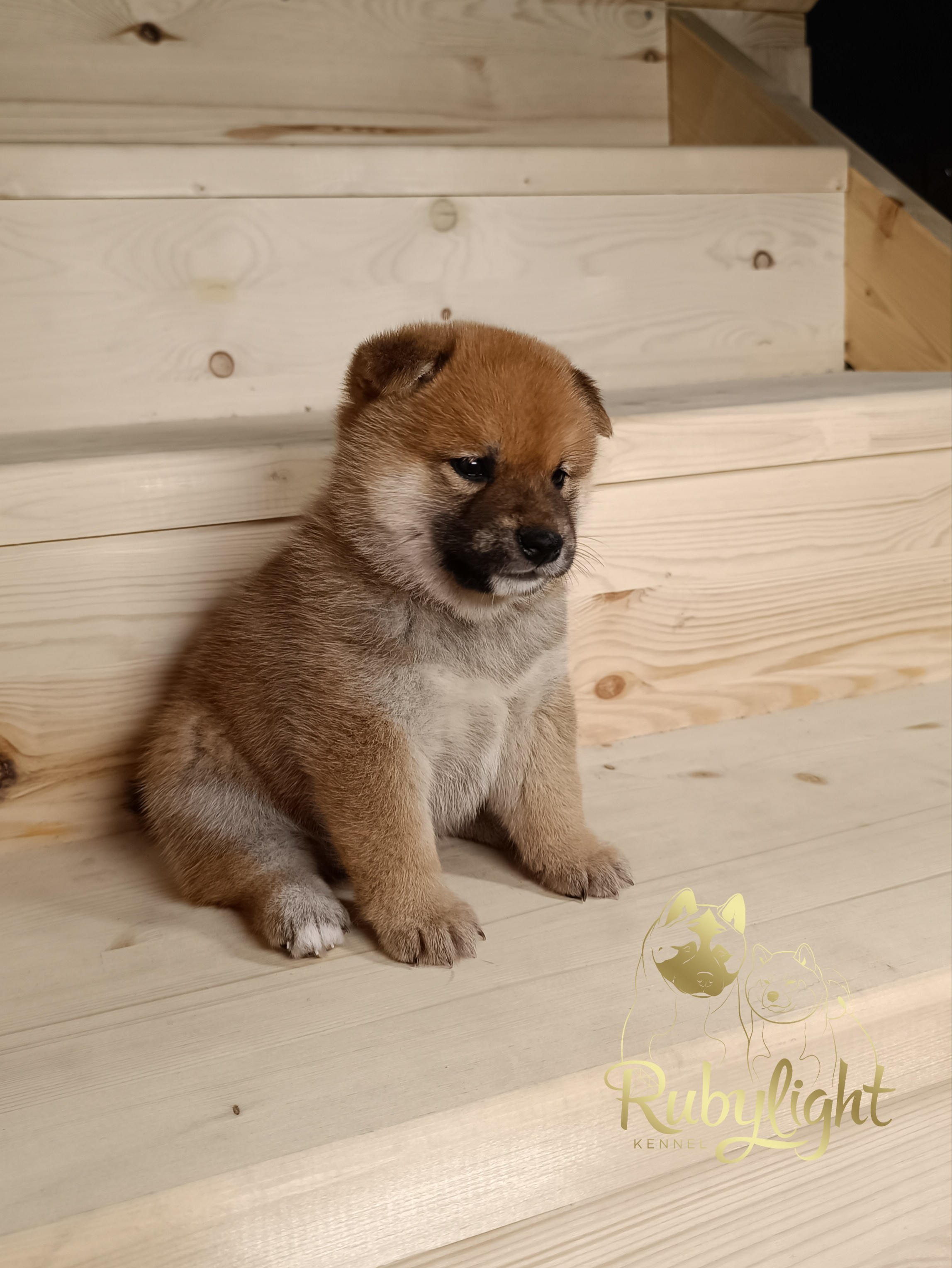 Сиба Rubylight Everest питомник Рубилайт 