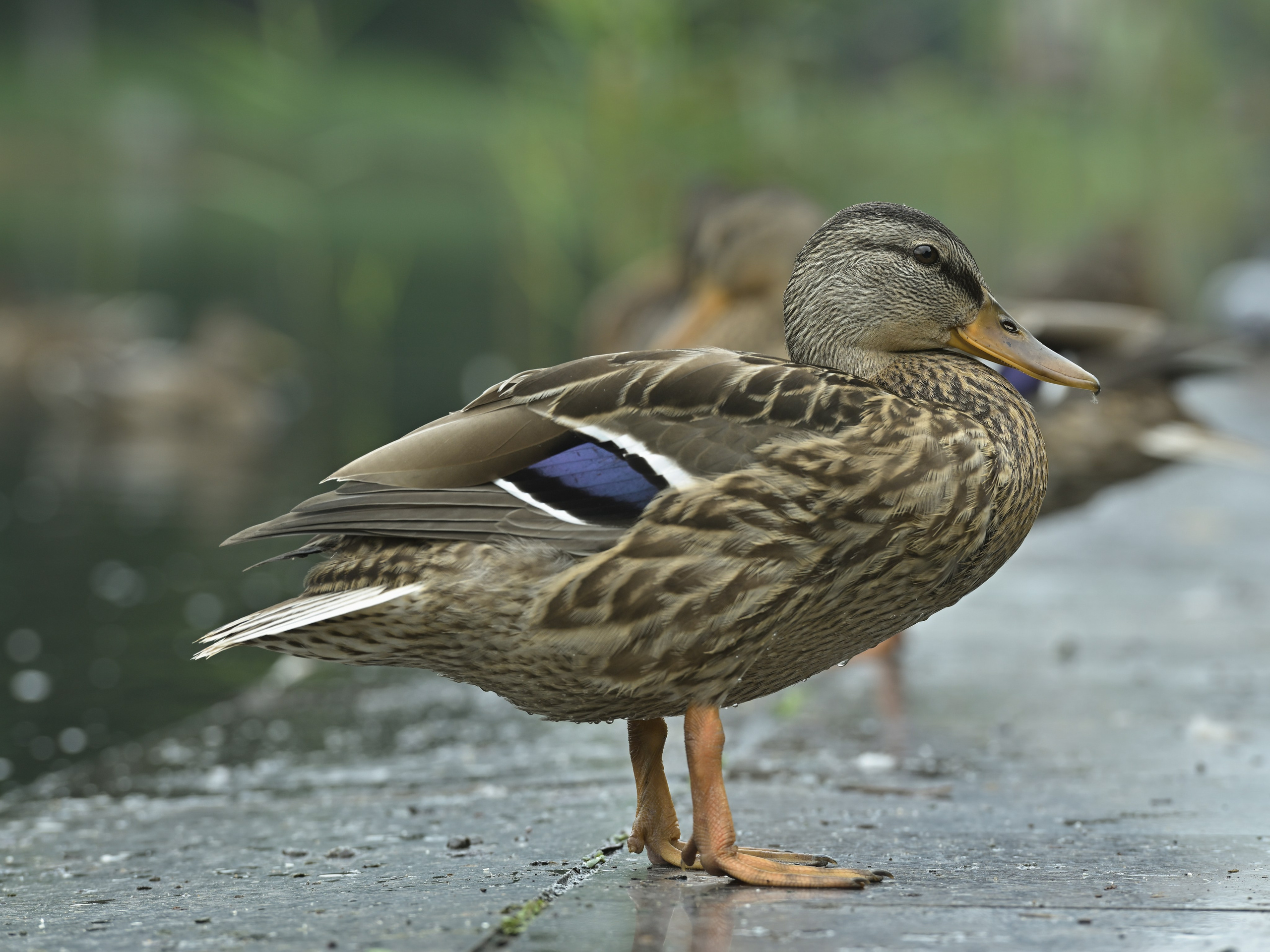 Сергей Люльченко фотоальбом