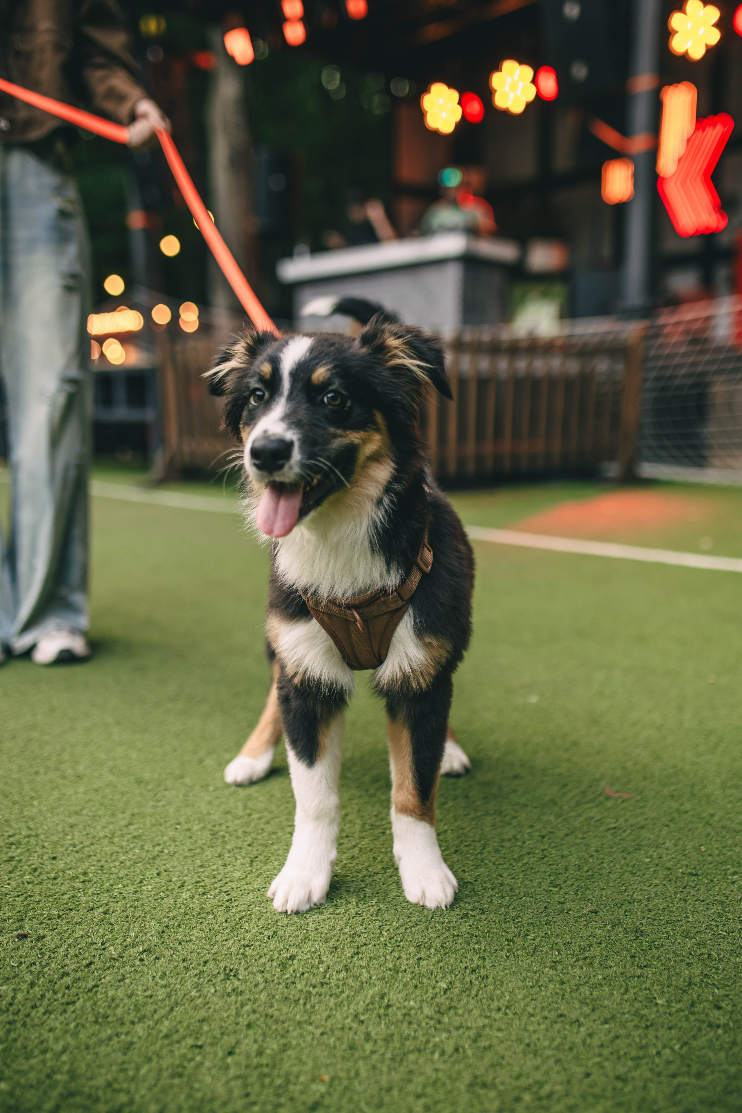 Pet-Party + Live-music |Парк Культуры. Фотограф в Ставрополе Алина Клочкова