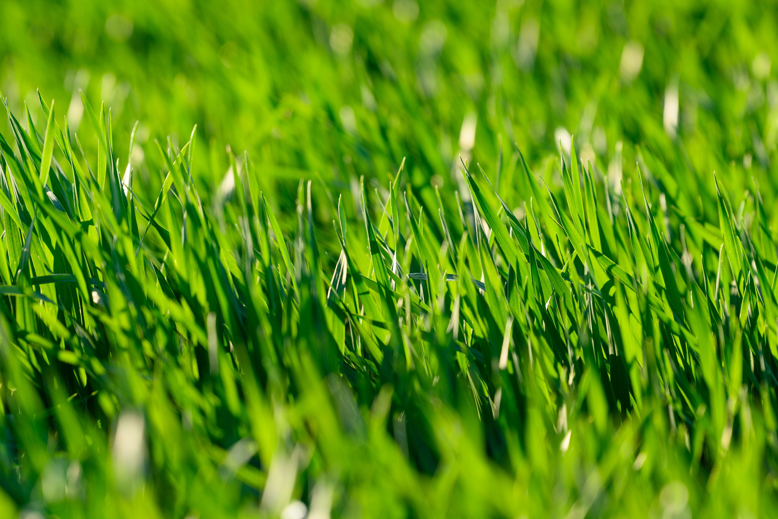 Проекты. Профессиональный фотограф Вячеслав Плацында | Липецк |