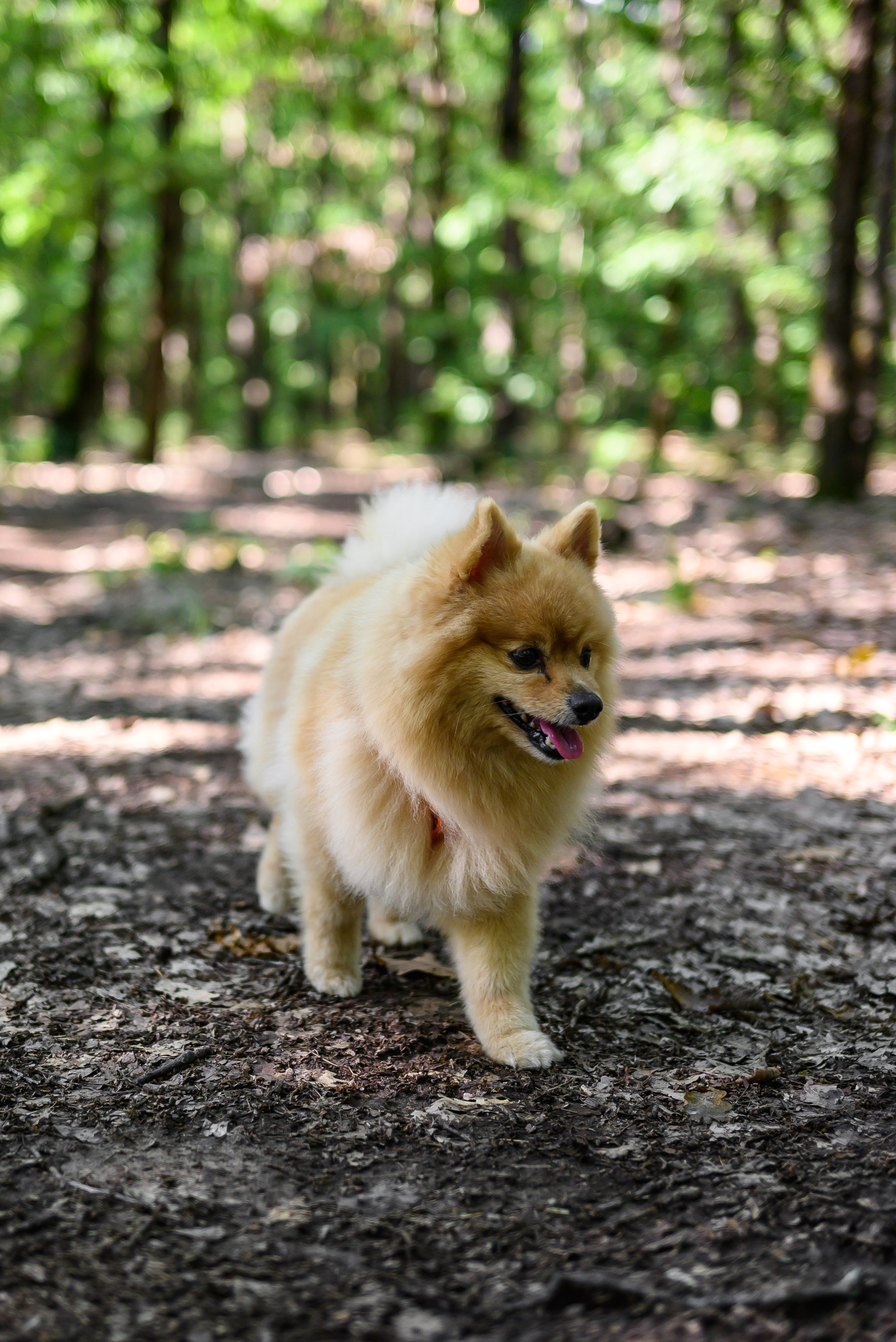 Фотосессии с собаками. Фотограф Краснодар Наталья Сувит