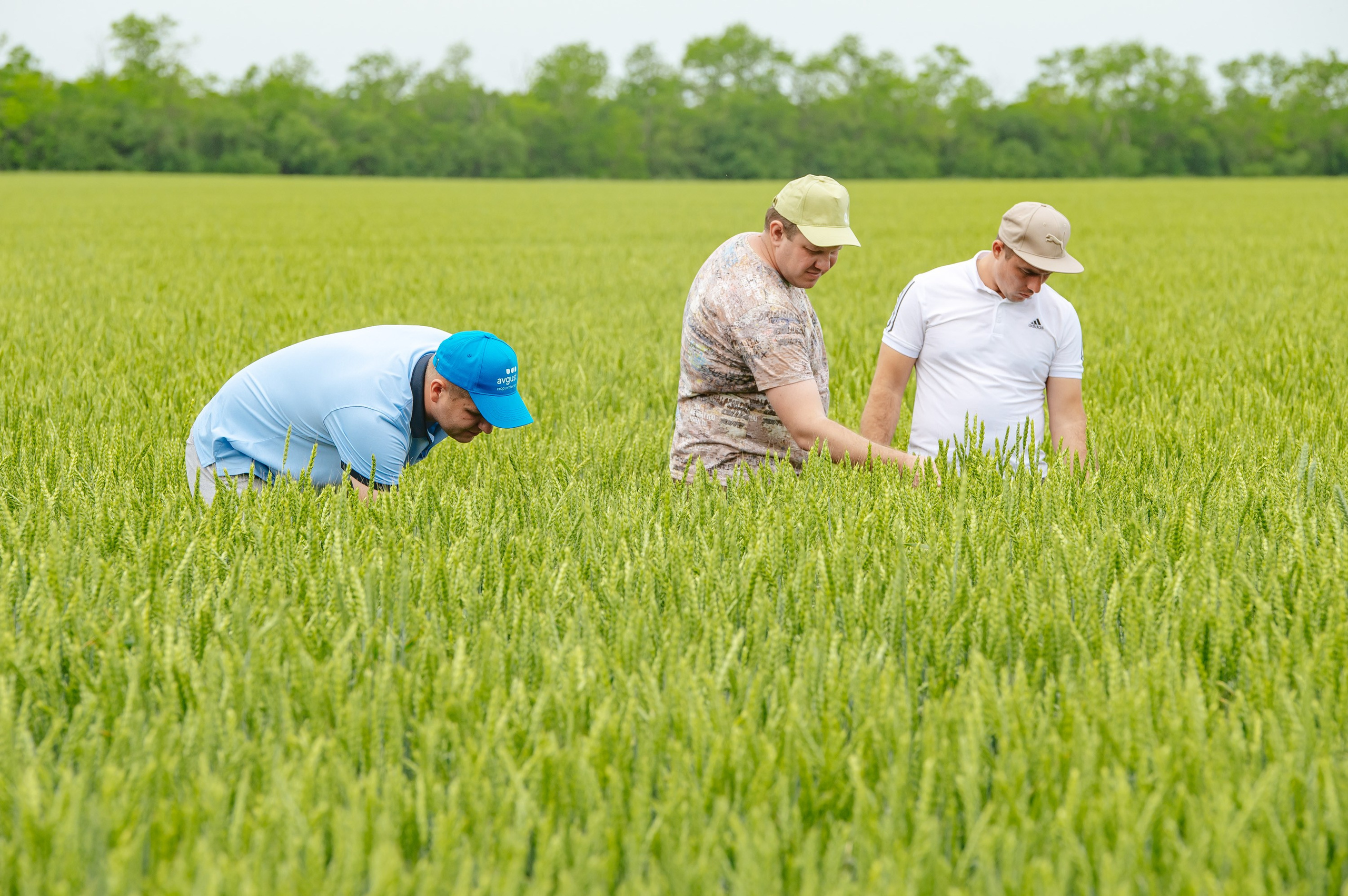День поля. Главная