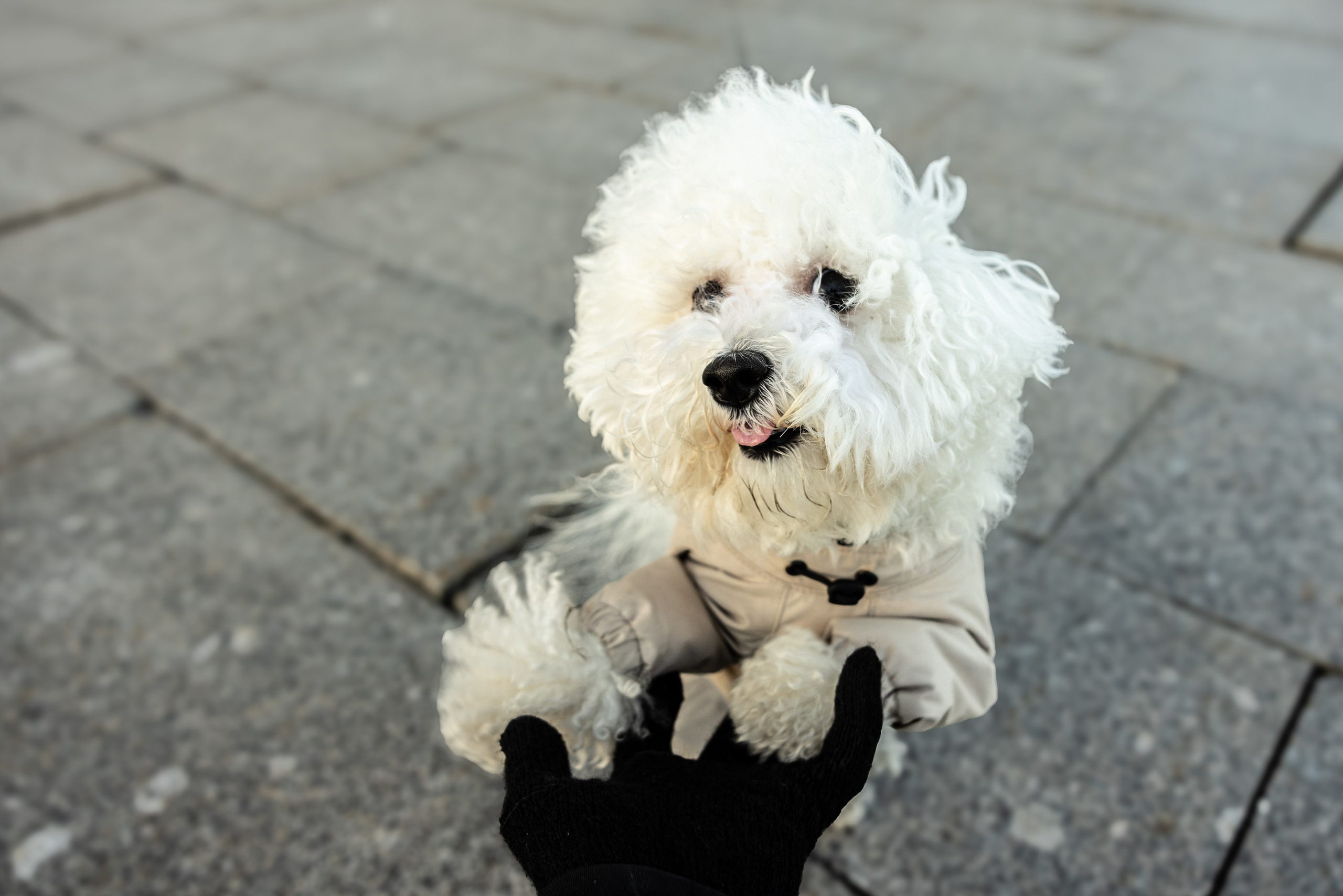 Клуб грумеров (прогулка и семинары). Виктория Зудина — фотограф в Москве