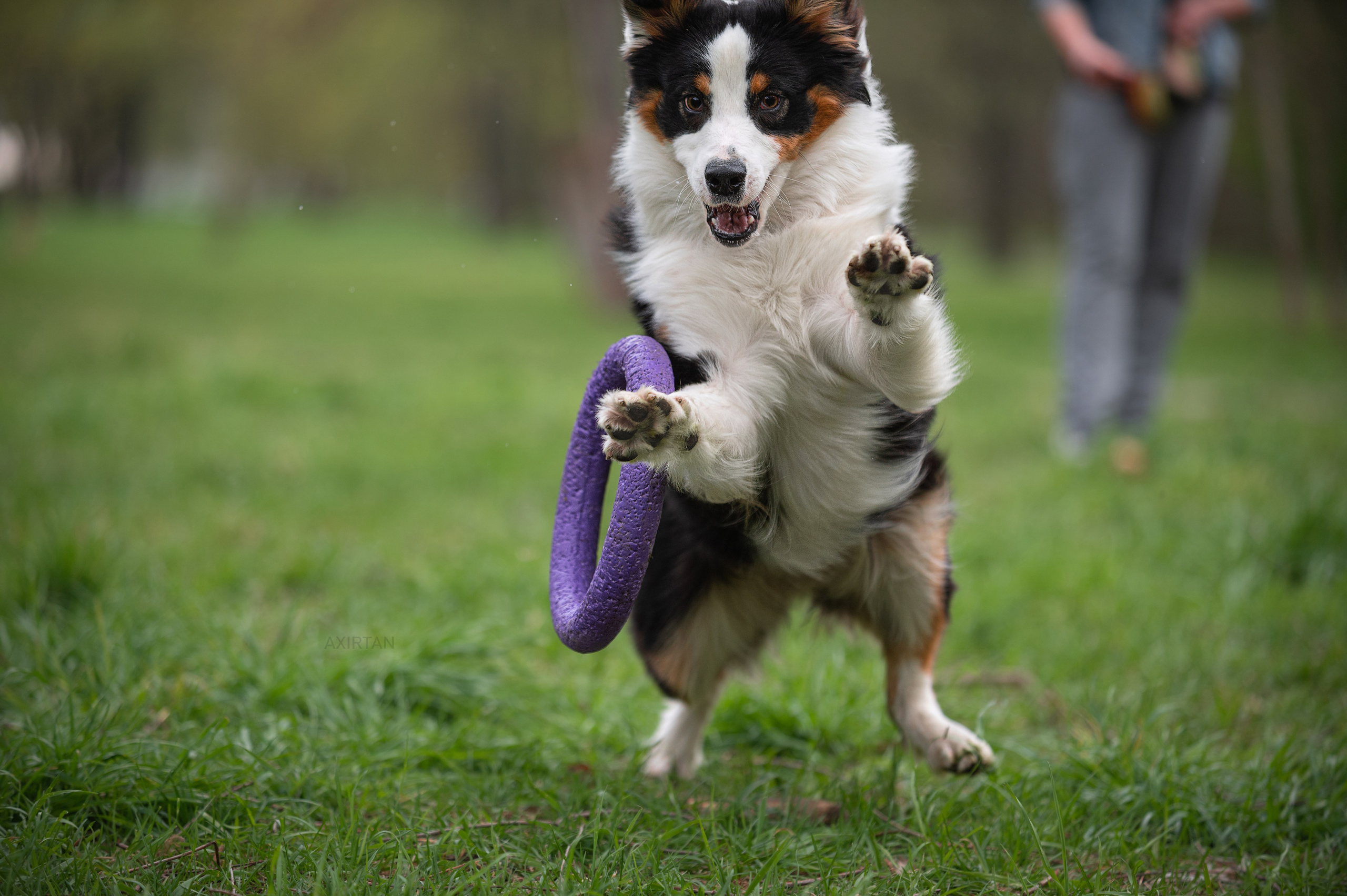 Рави. BLGKV питомник собак