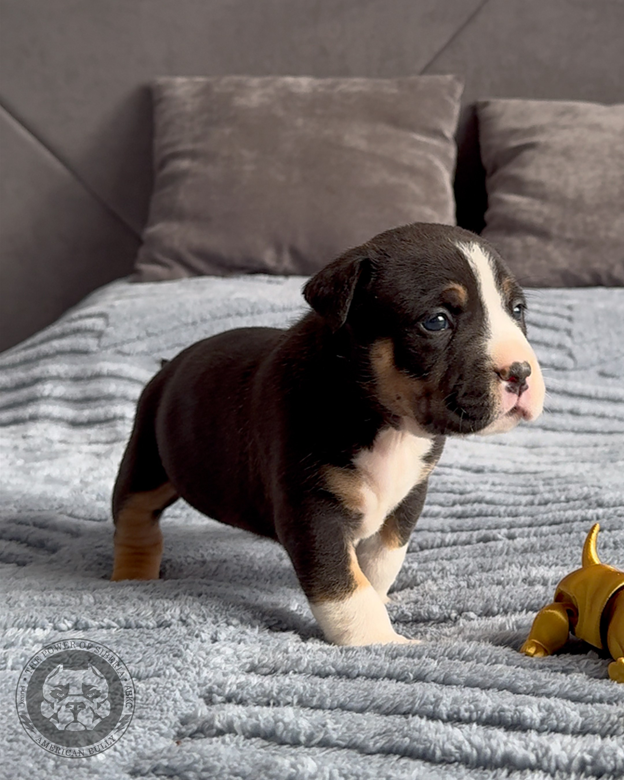 Свободные щенки Американский Булли стандарт и Свободные щенки Американский Булли классик. Американский Булли в г. Ростов-на-Дону. Питомник THE POWER OF SIBERIA