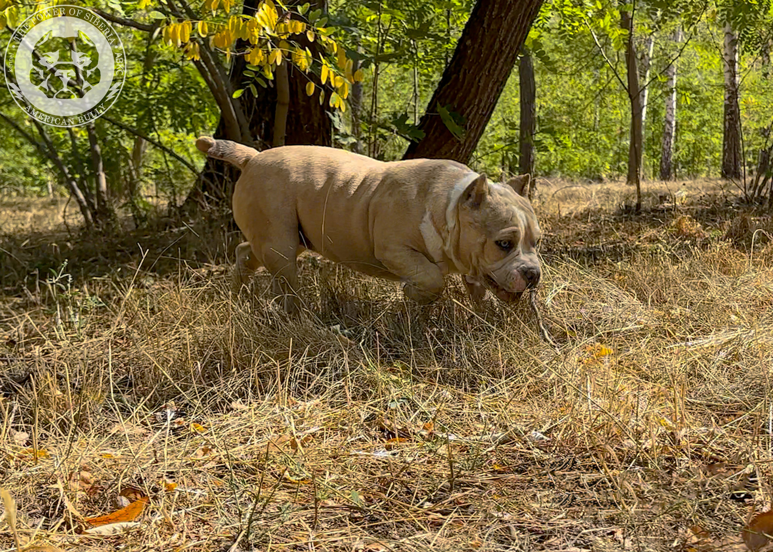 Помет Каспер и Тагира. 21.04.25. Американский Булли в г. Ростов-на-Дону. Питомник THE POWER OF SIBERIA