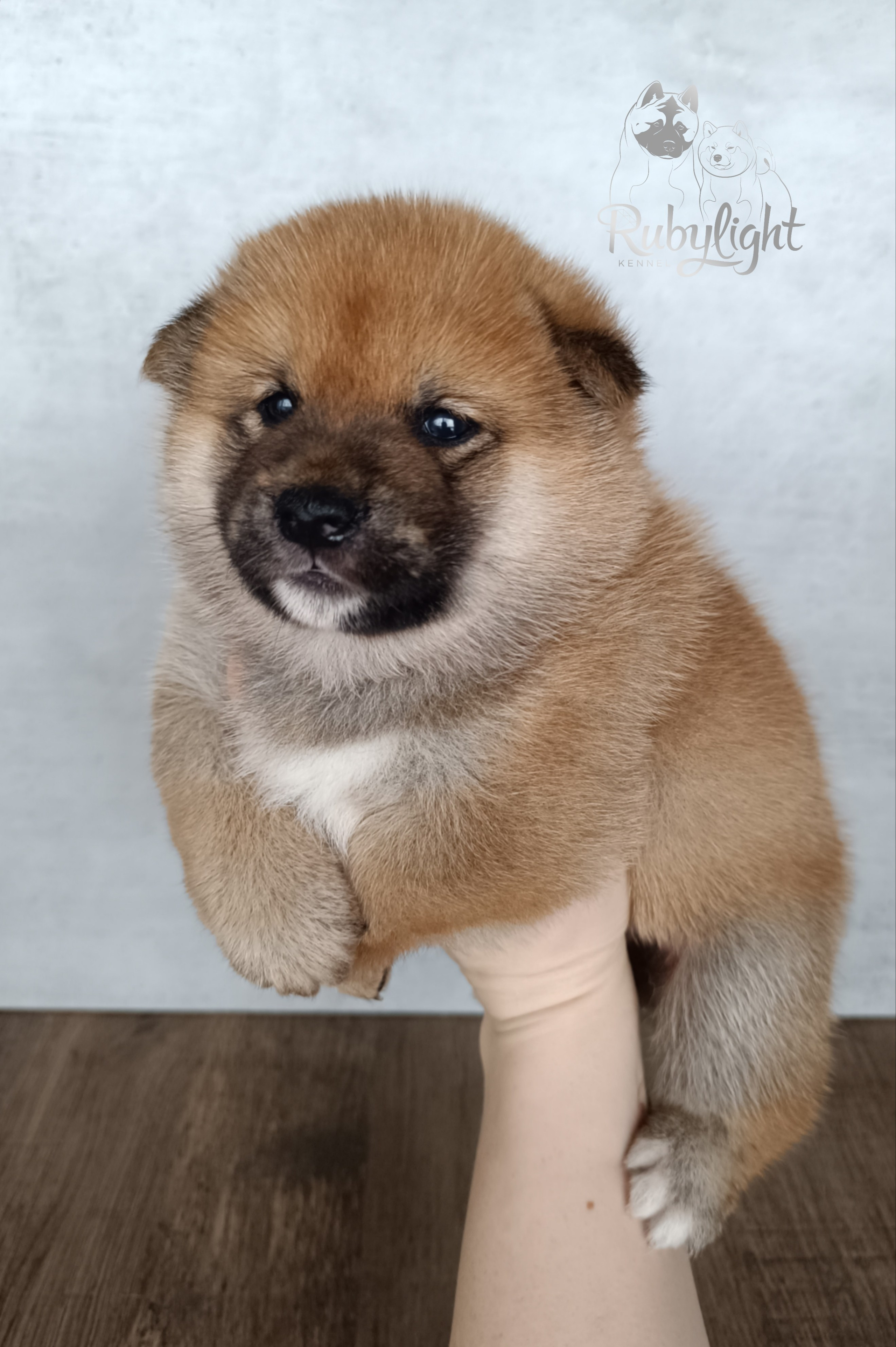 Сиба Rubylight Everest питомник Рубилайт 