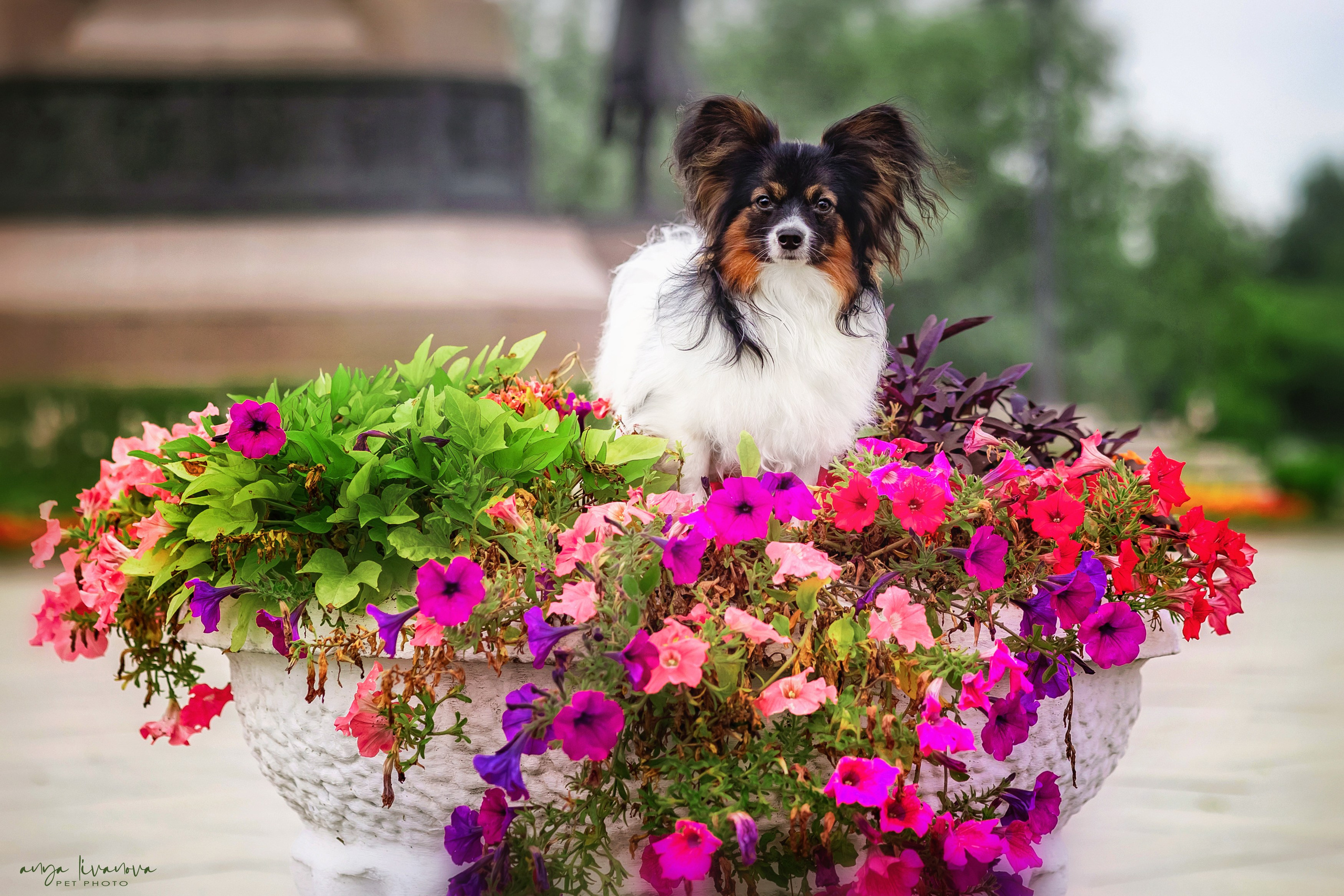 Елена и папийоны. Фотограф анималист Аня Ливанова | Рыбинск