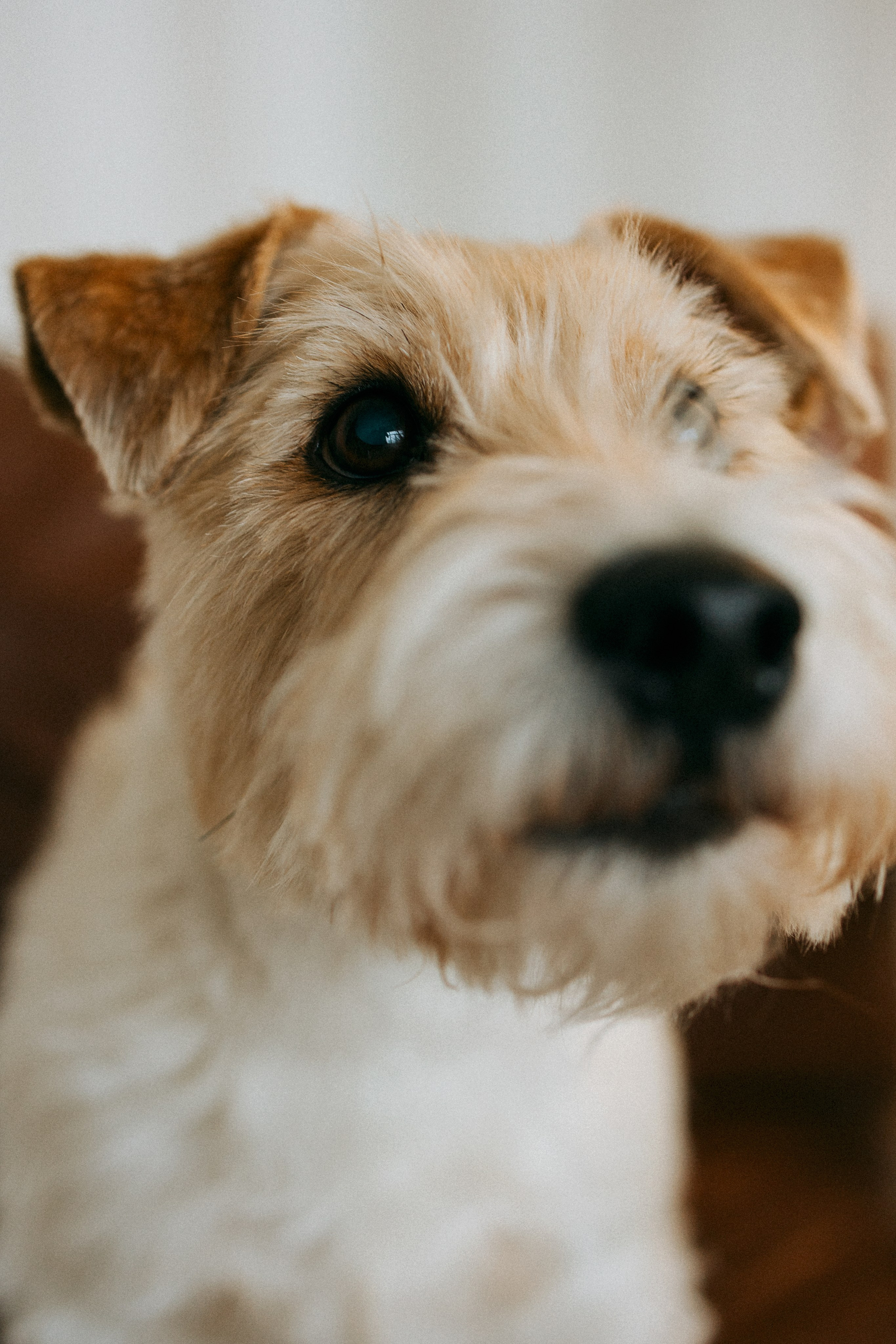 Цунами, Теон и Женя. Фотограф анималист Анастасия Пикей