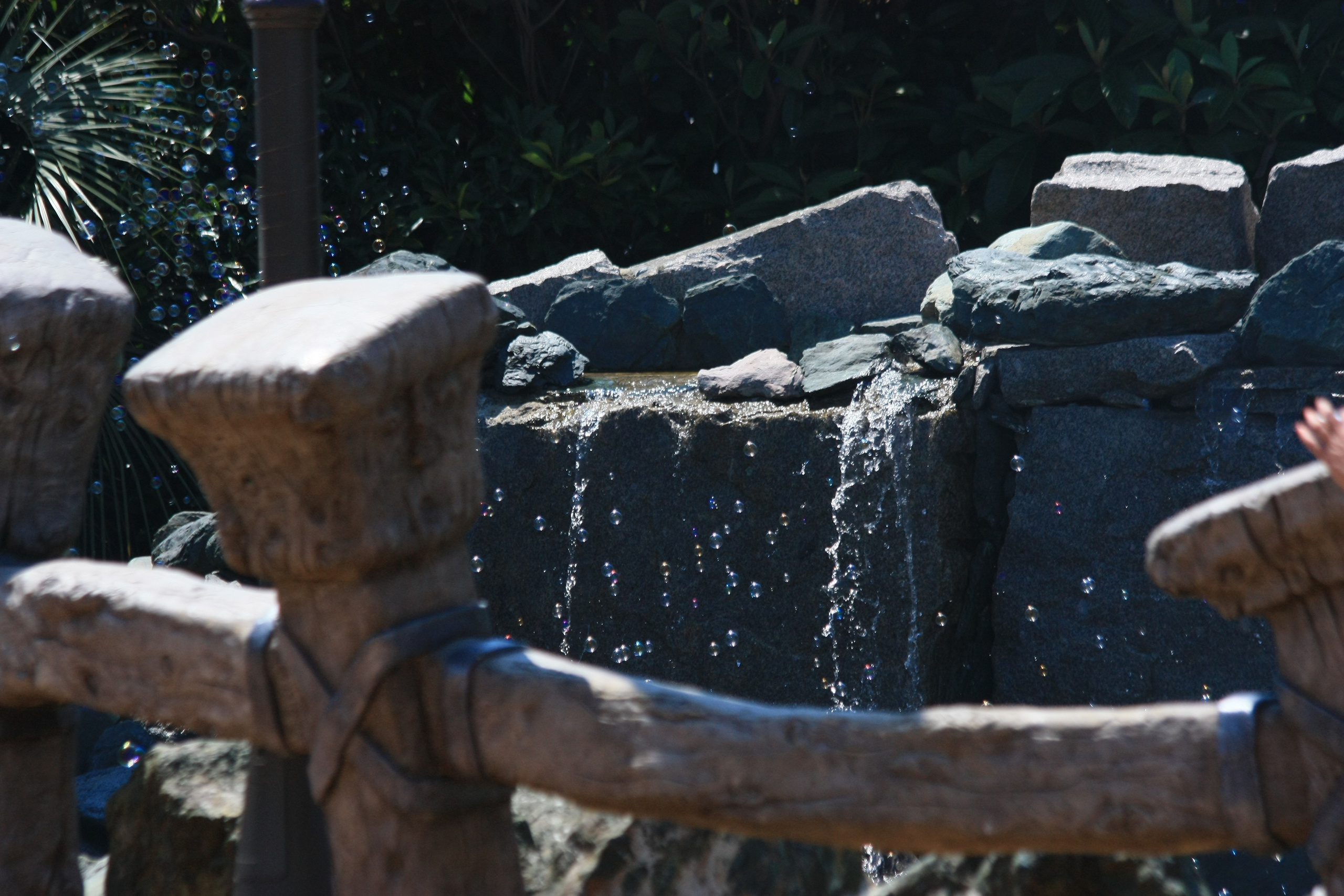 Первые кадры. Сочи — парк. Фотограф Роман Адлер