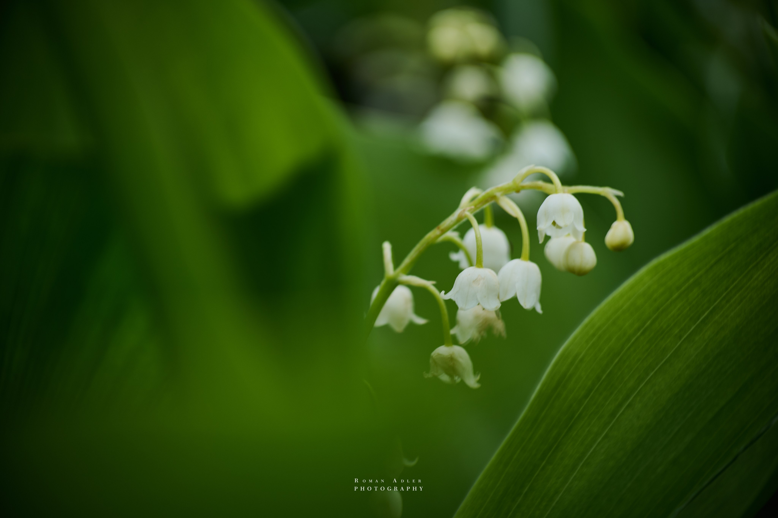 Интерьерные фотографии цветов. Фотограф Роман Адлер. 