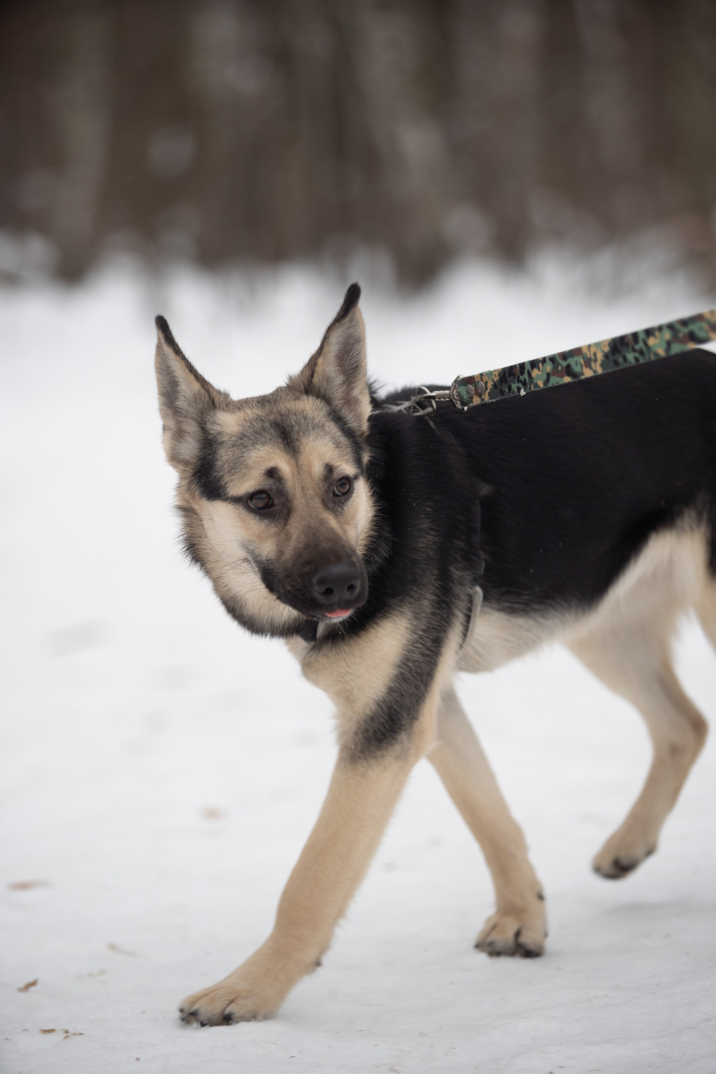 Анималистика. Фотограф в Москве — Георгий Чернышов