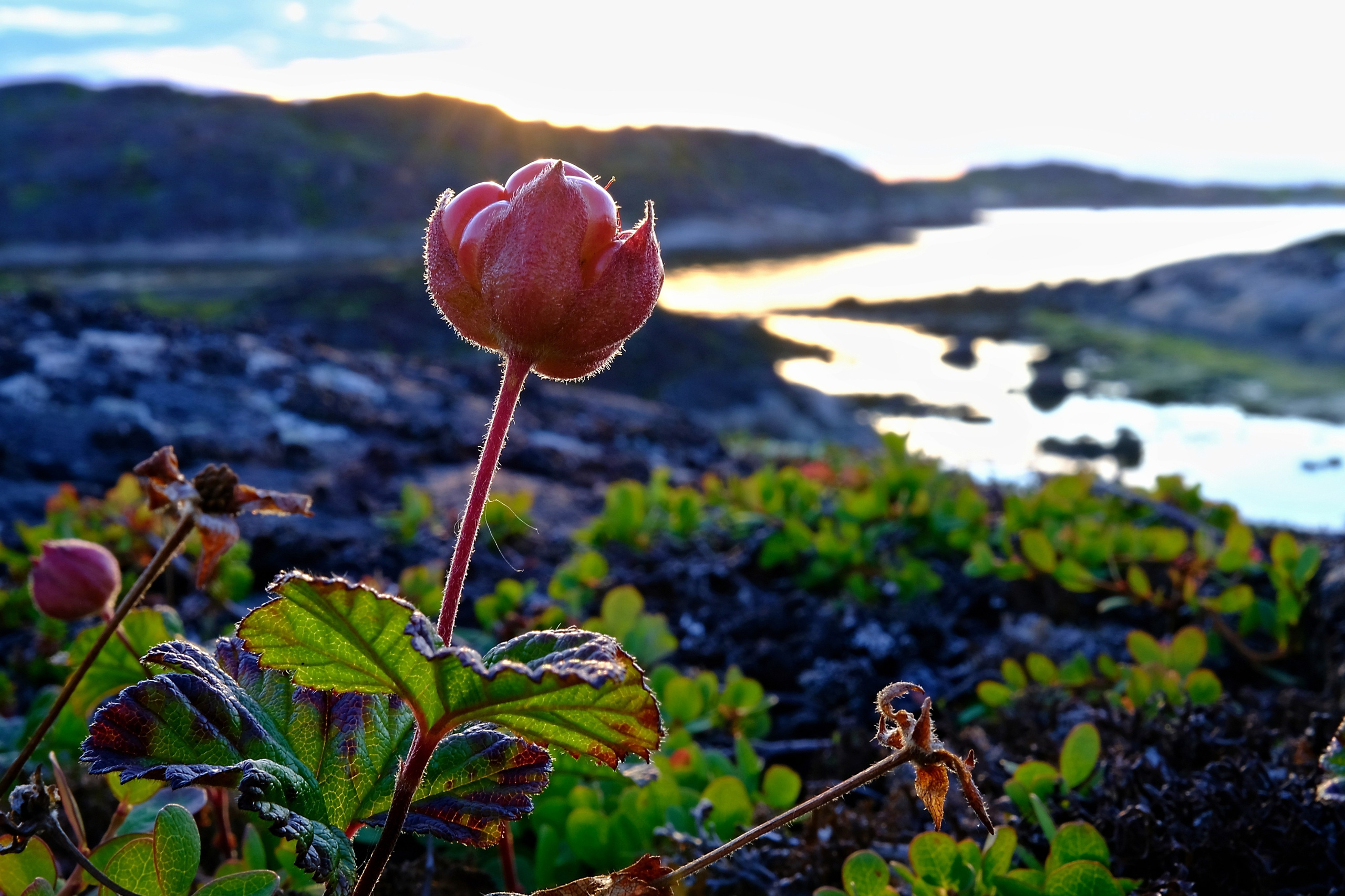 Мир растений. Пейзажи Крайнего Севера. Баренцево море, Рыбачий, Средний, Немецкий