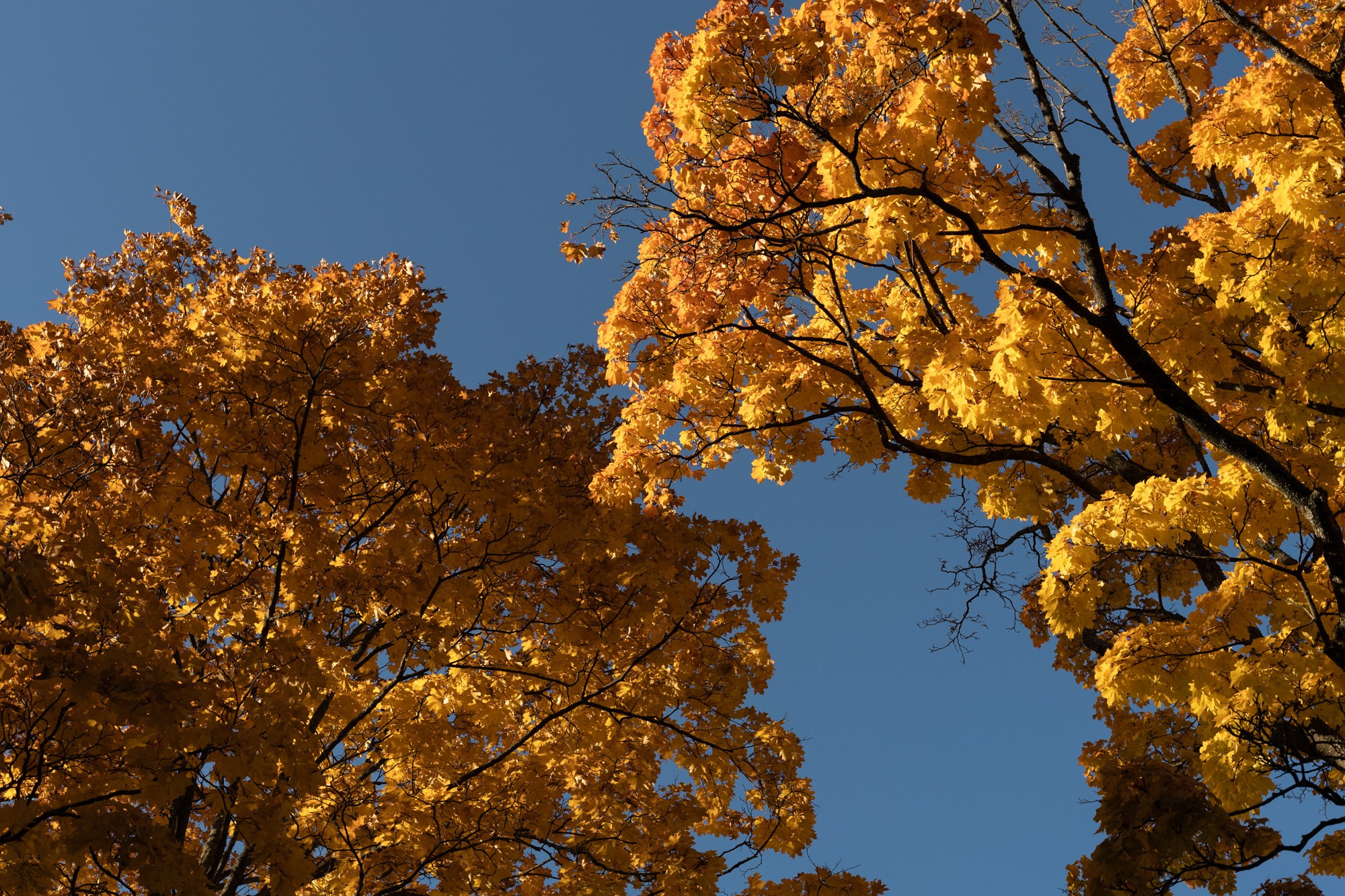 Лена. Фотограф в Санкт-Петербурге Смирнова Диана