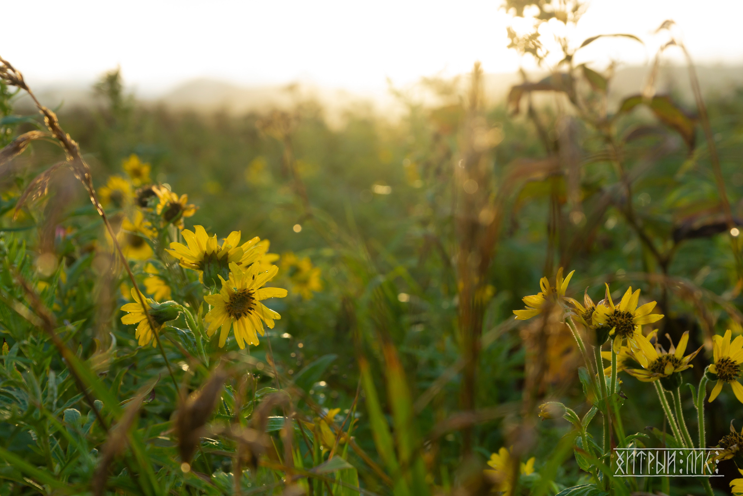 Сахалин. Фотограф-путешественник Самойлов Максим «Sly Fox»