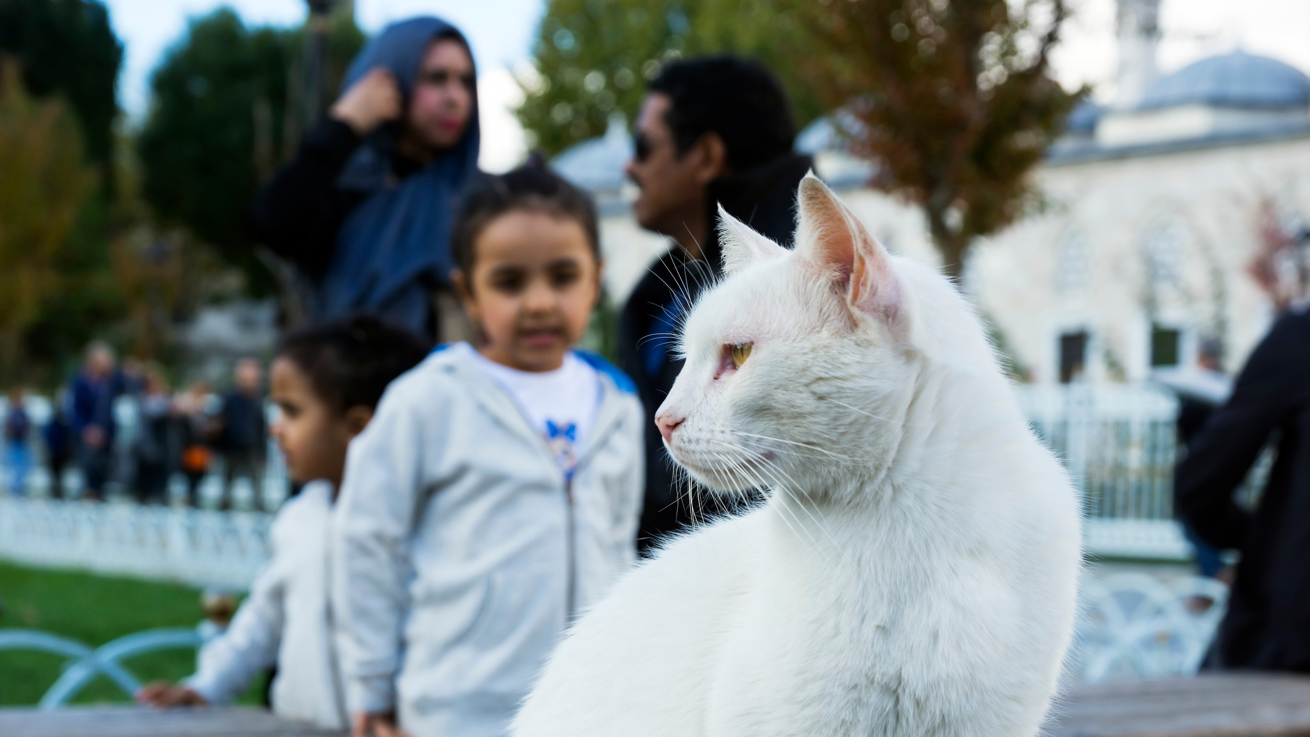 Стамбульские кошки. Фотограф-путешественник Самойлов Максим «Sly Fox»