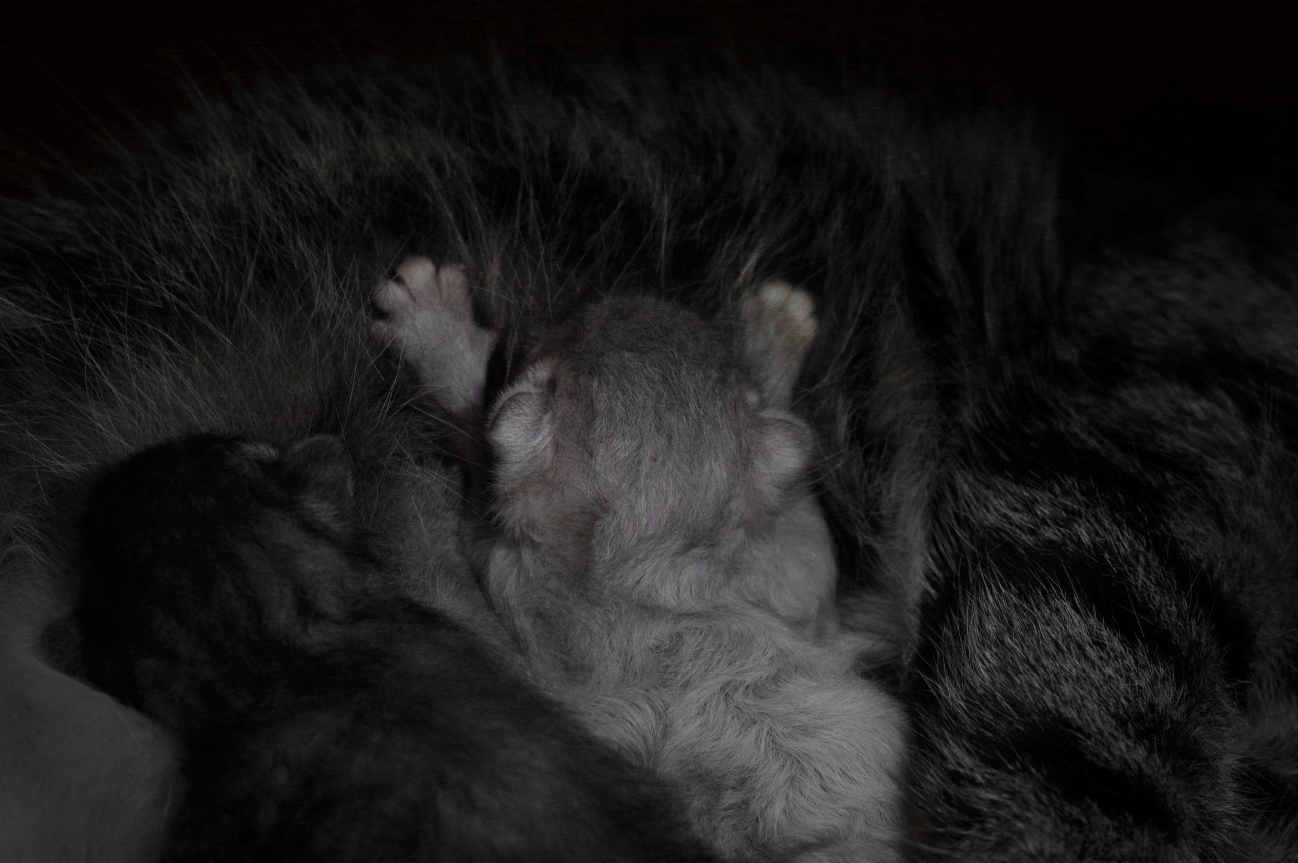 Котятам 2 дня. Вадим Шейдин