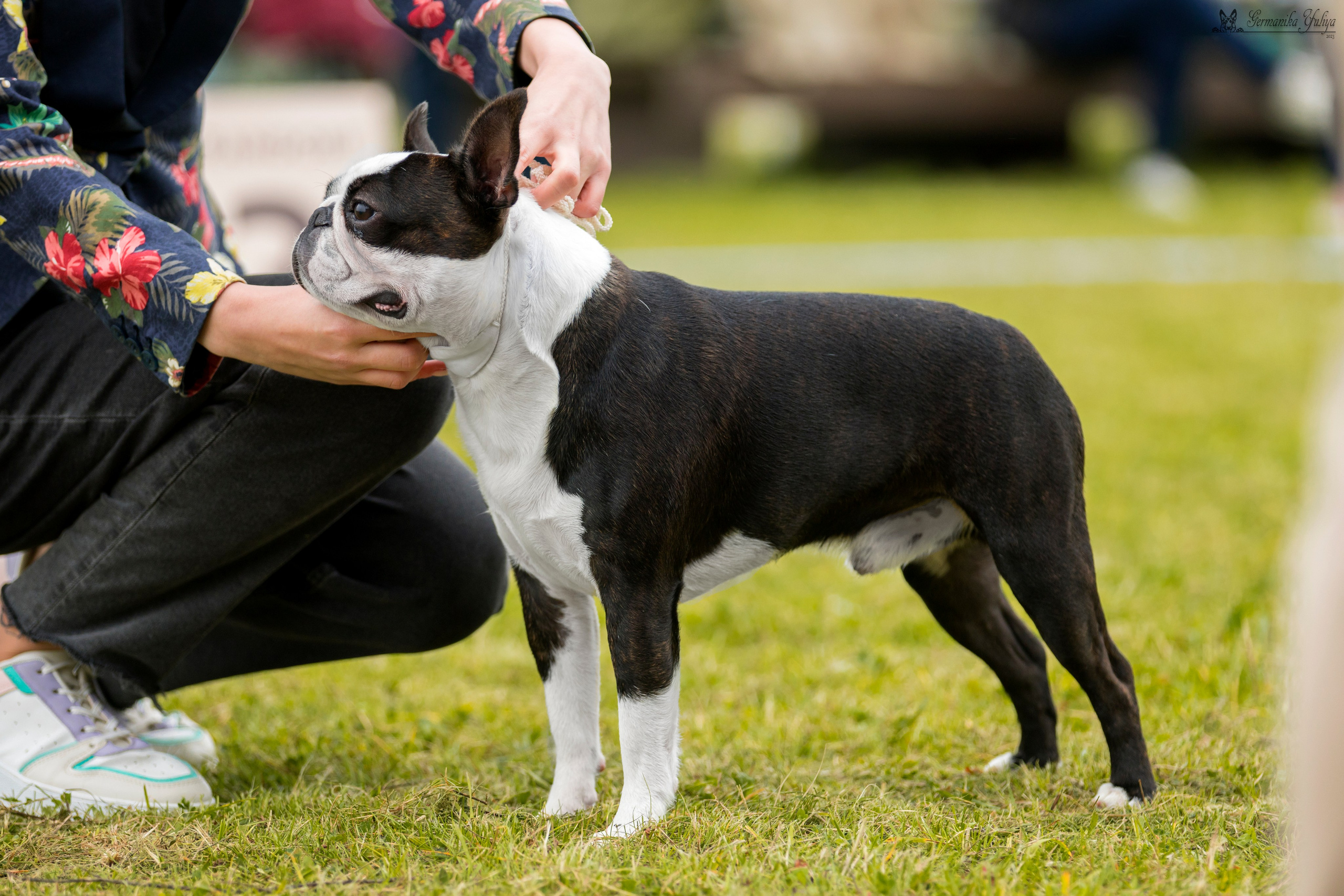 Переславль 9-10.09.2023. Фотограф-анималист Юлия Германика