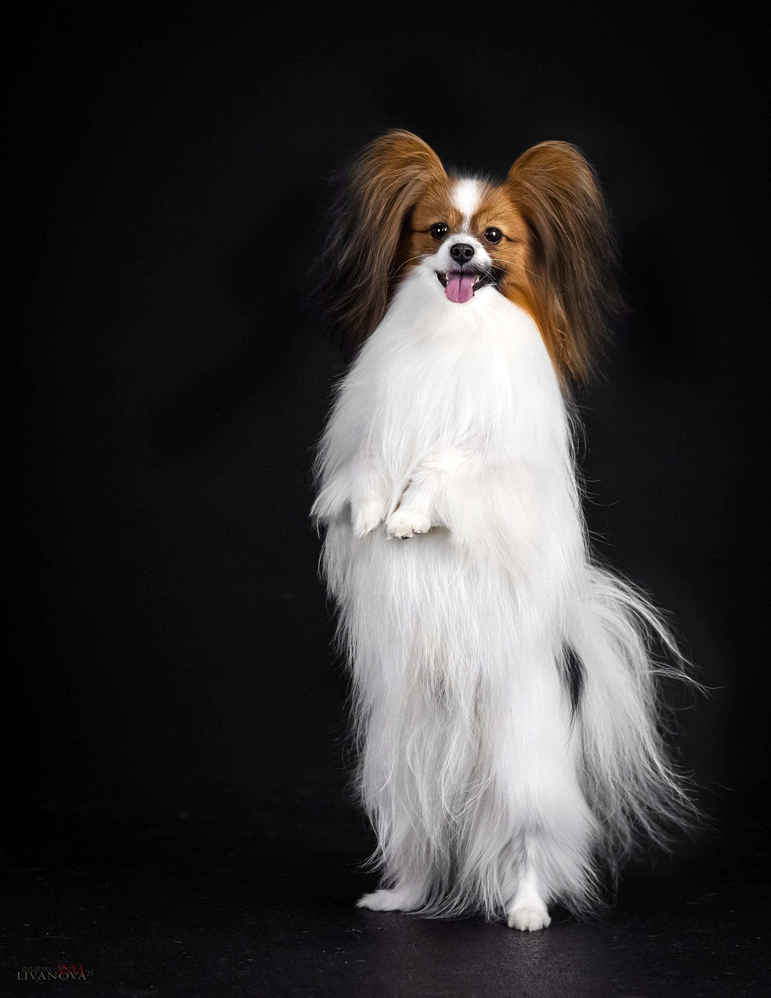 Флай. Фотограф анималист Аня Ливанова | Рыбинск