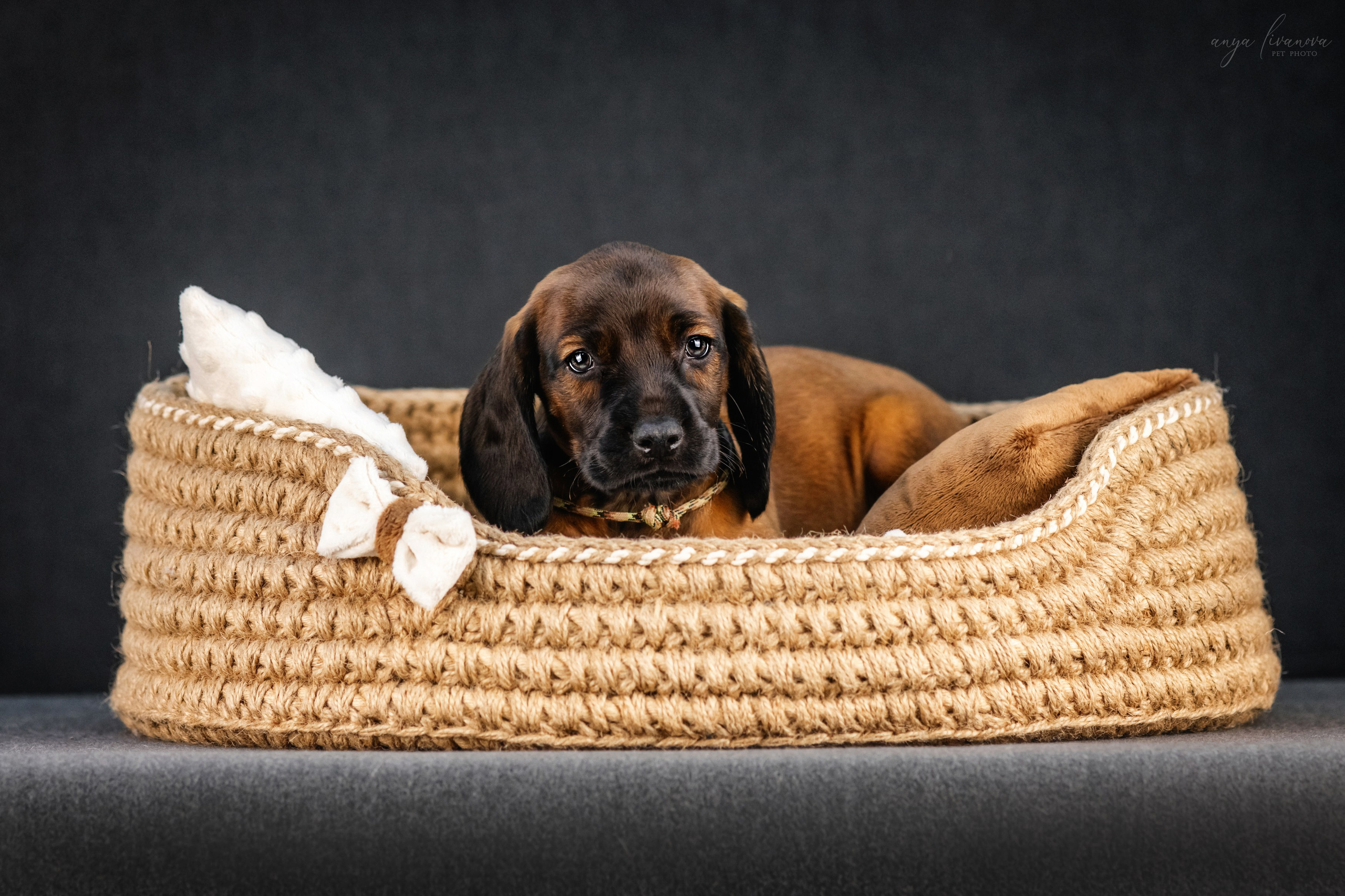 Баварки. Фотограф анималист Аня Ливанова | Рыбинск