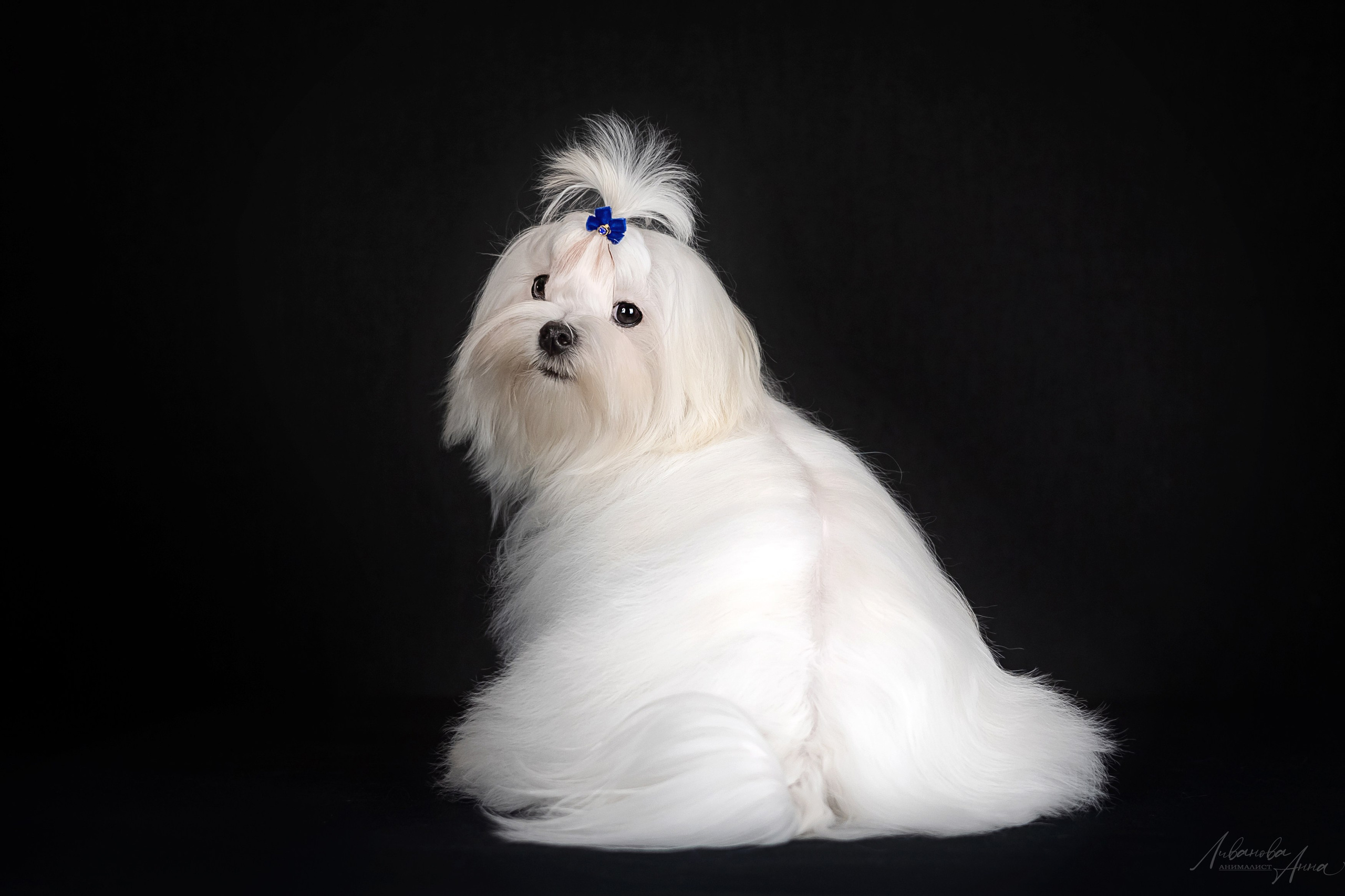 Мальтезе. Фотограф анималист Аня Ливанова | Рыбинск