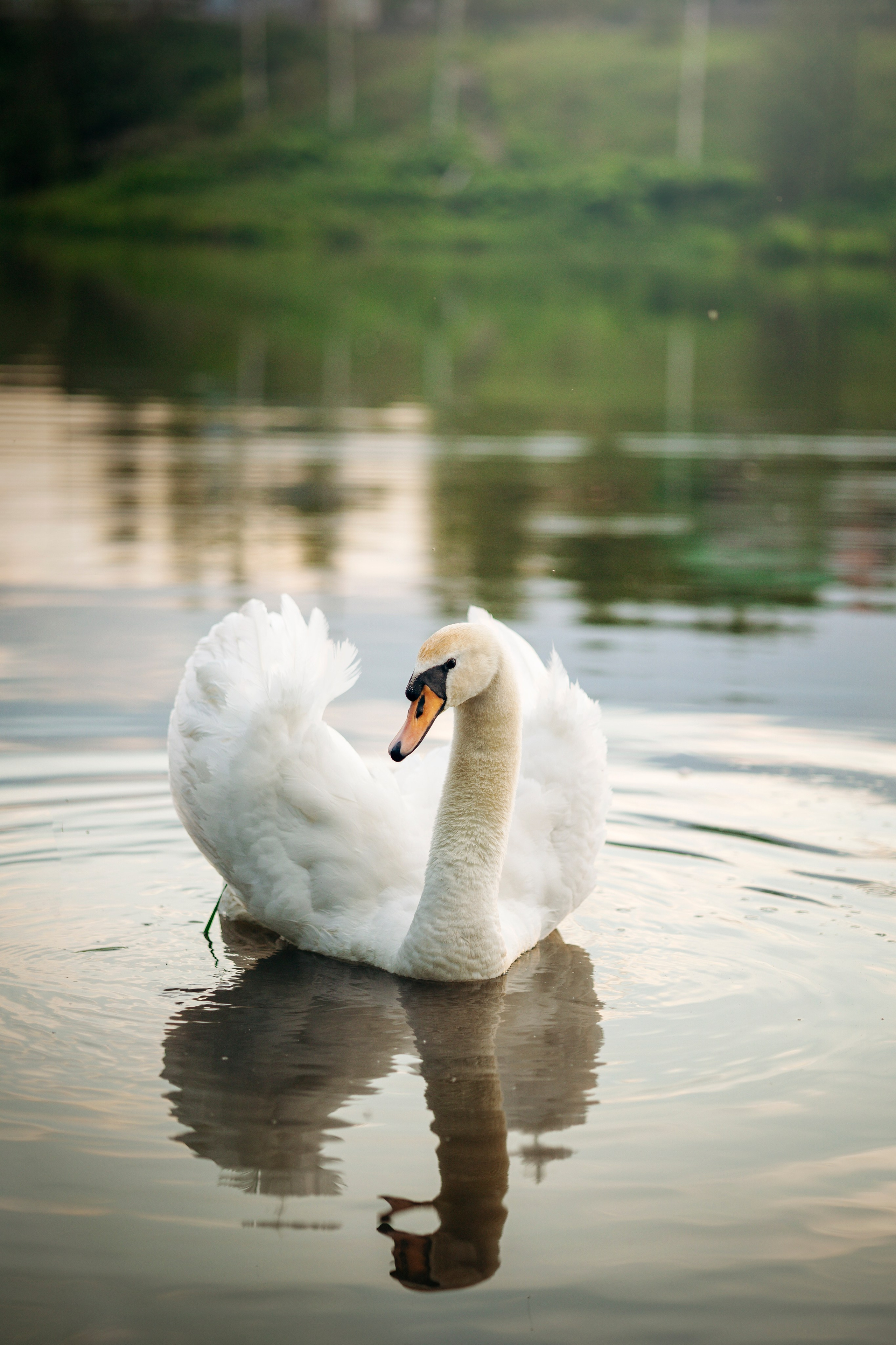 Шани и ее семья. Фотограф — Анималист | Санкт-Петербург
