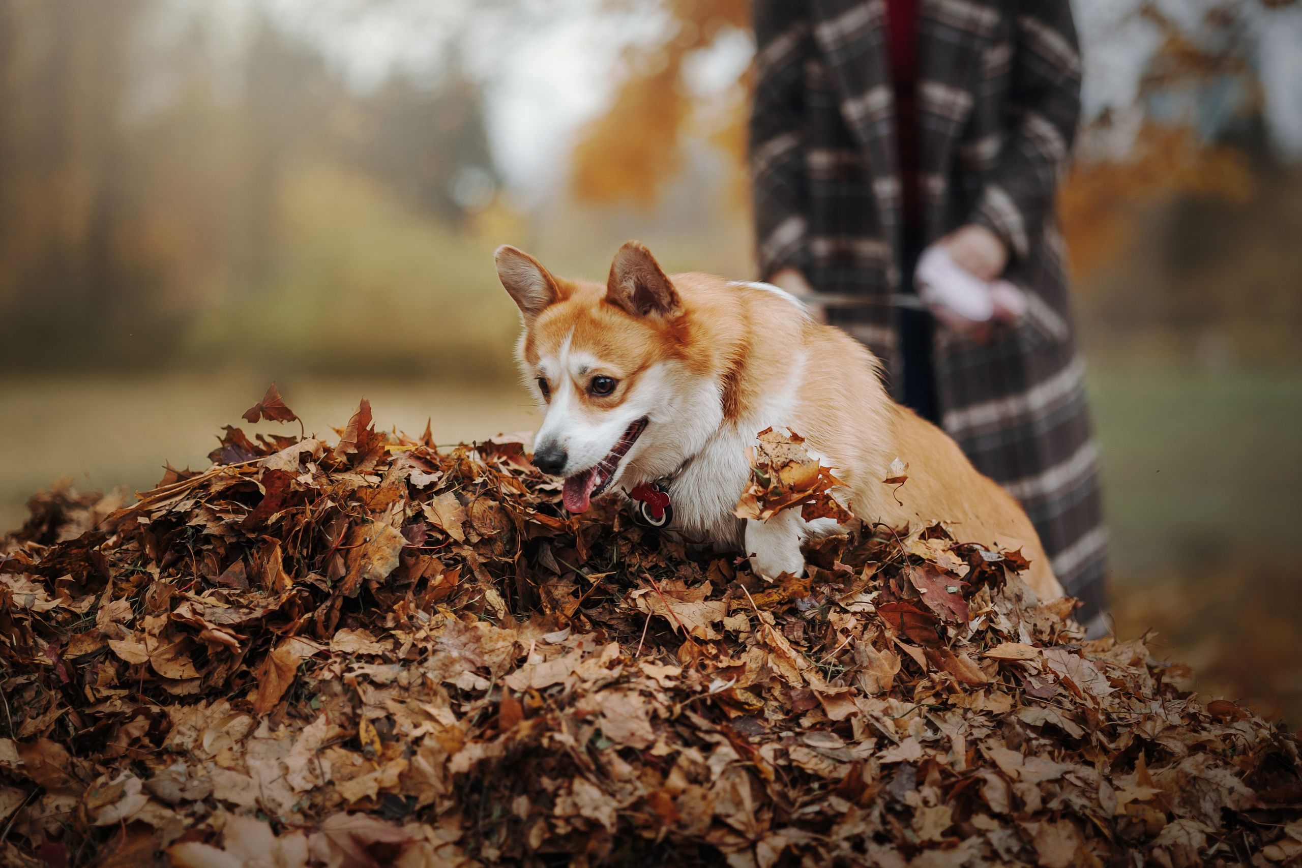 Юля и Терри. Фотограф — Анималист | Санкт-Петербург