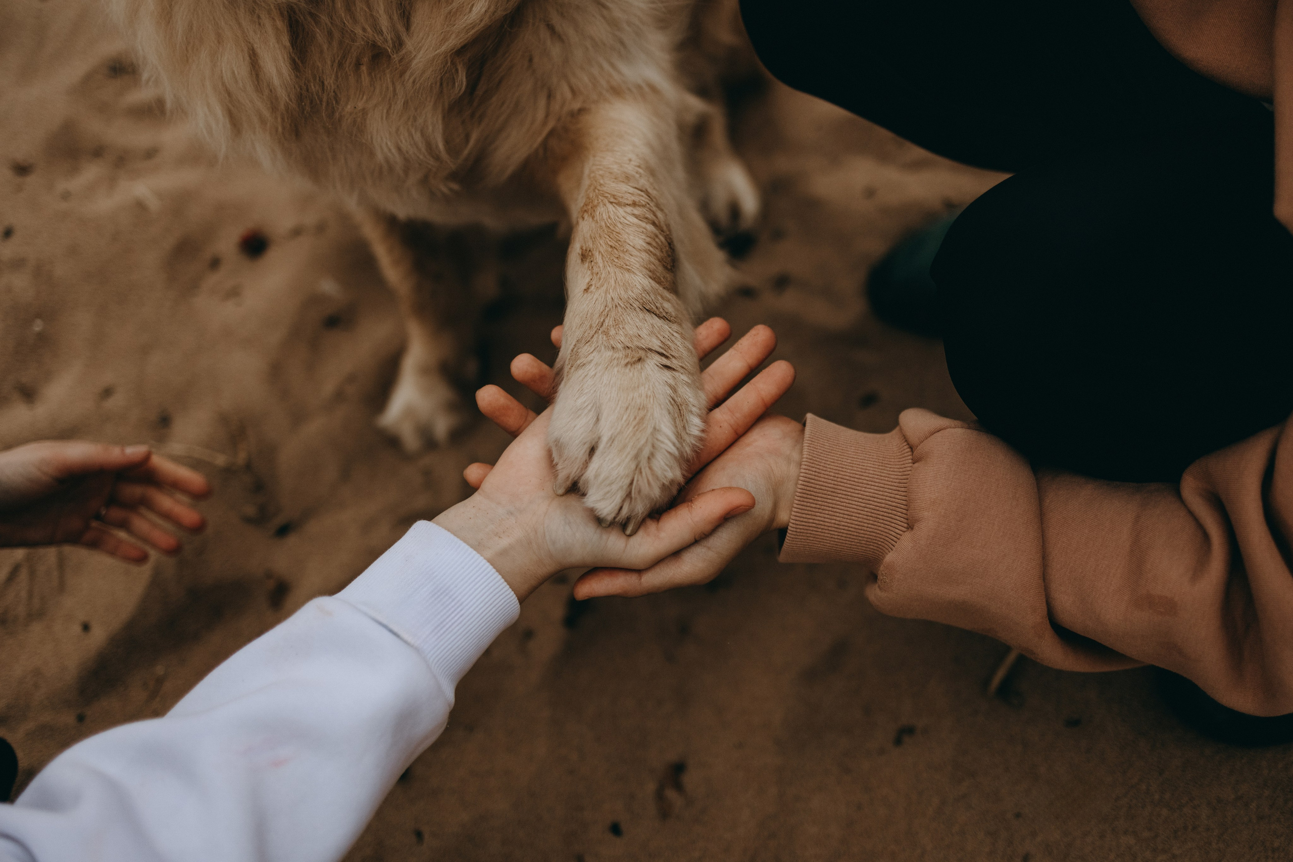 Фоси и его семьи. Фотограф — Анималист | Санкт-Петербург