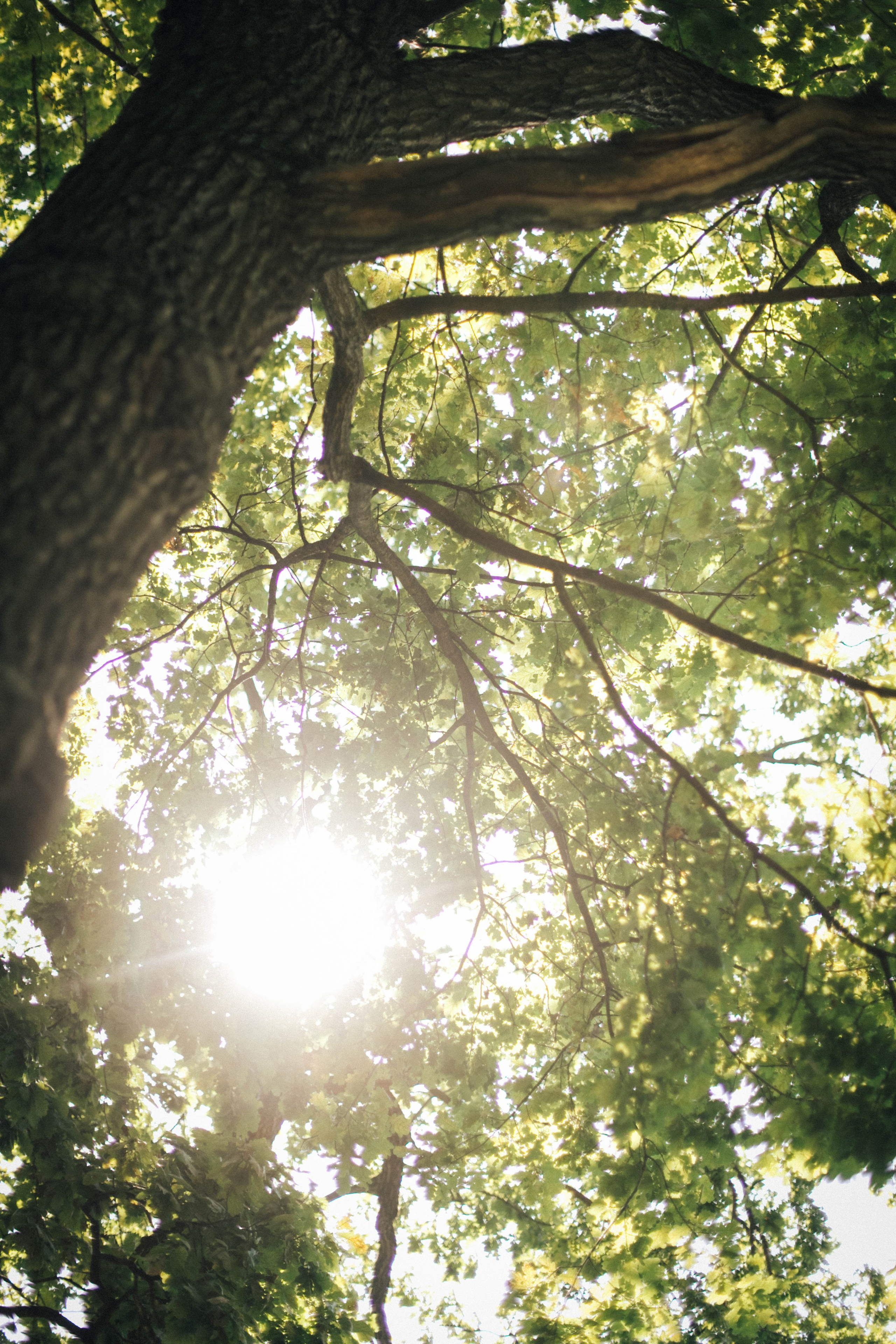 Маша, Сережа и Ариша. Главная