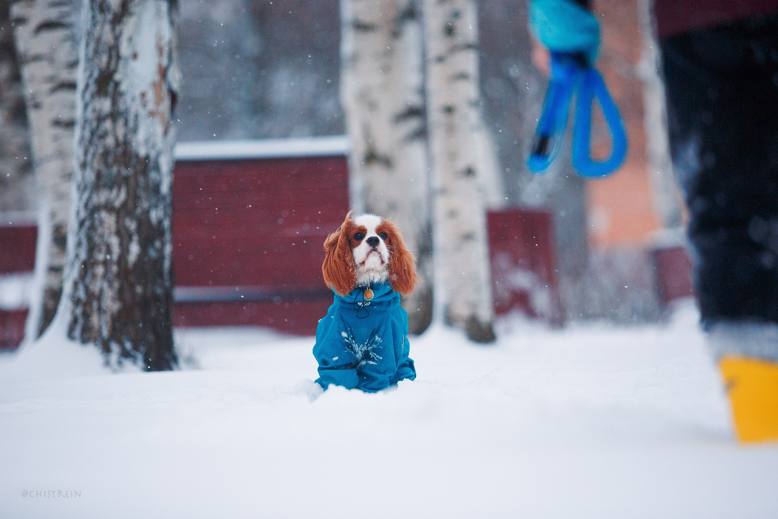 Внезапно апрельская зима. Фотограф-анималист Наталия Чистюхина в г. Сосновый Бор и ЛО