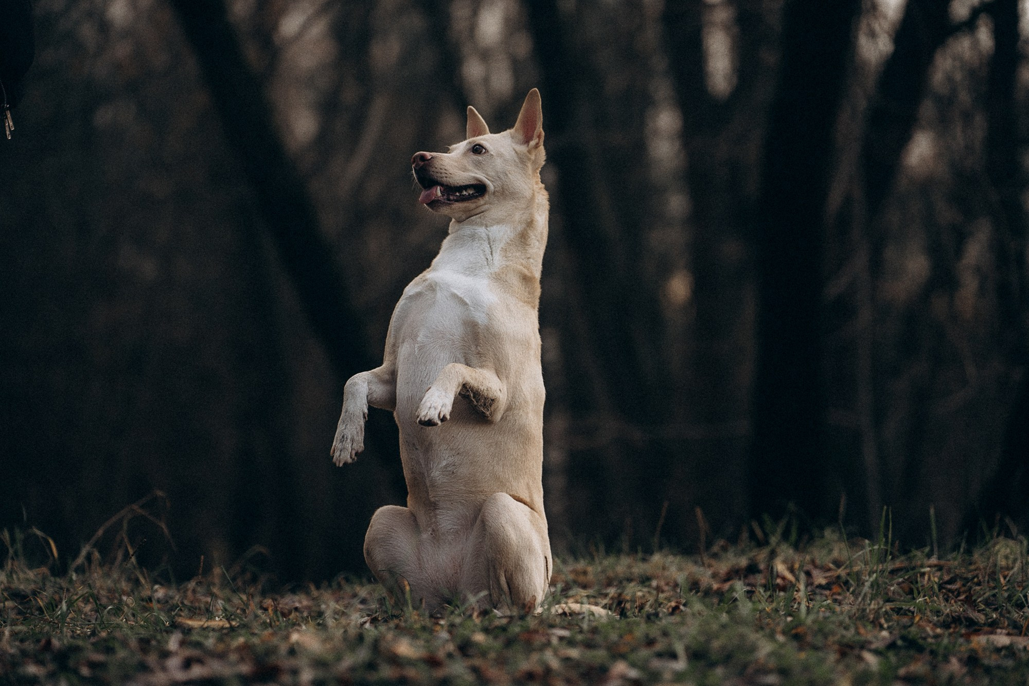 Туся. Фотограф анималист в Москве и Санкт-Петербурге Свиридова Анна